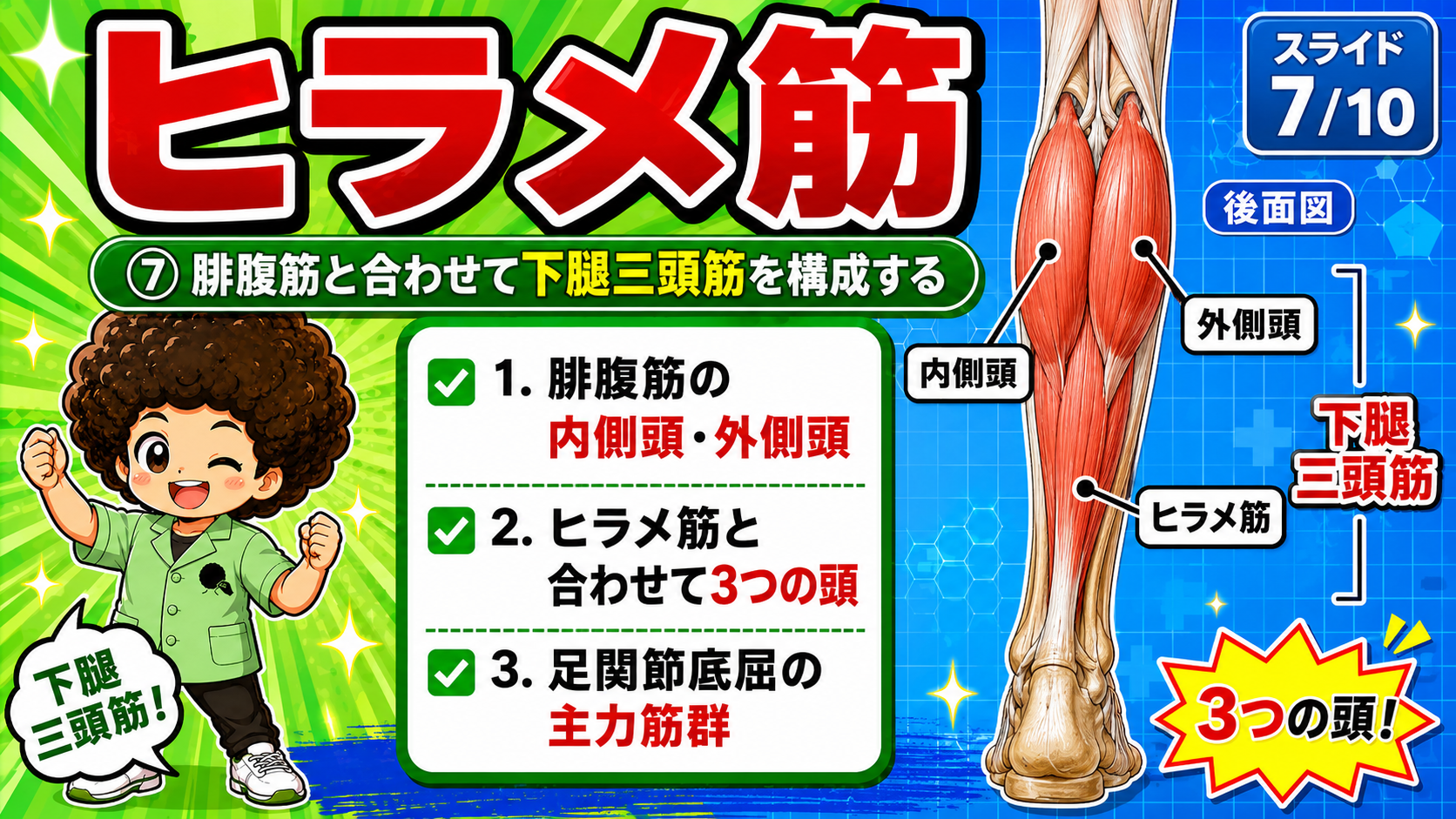下腿三頭筋の内側頭・外側頭・ヒラメ筋を示した後面図