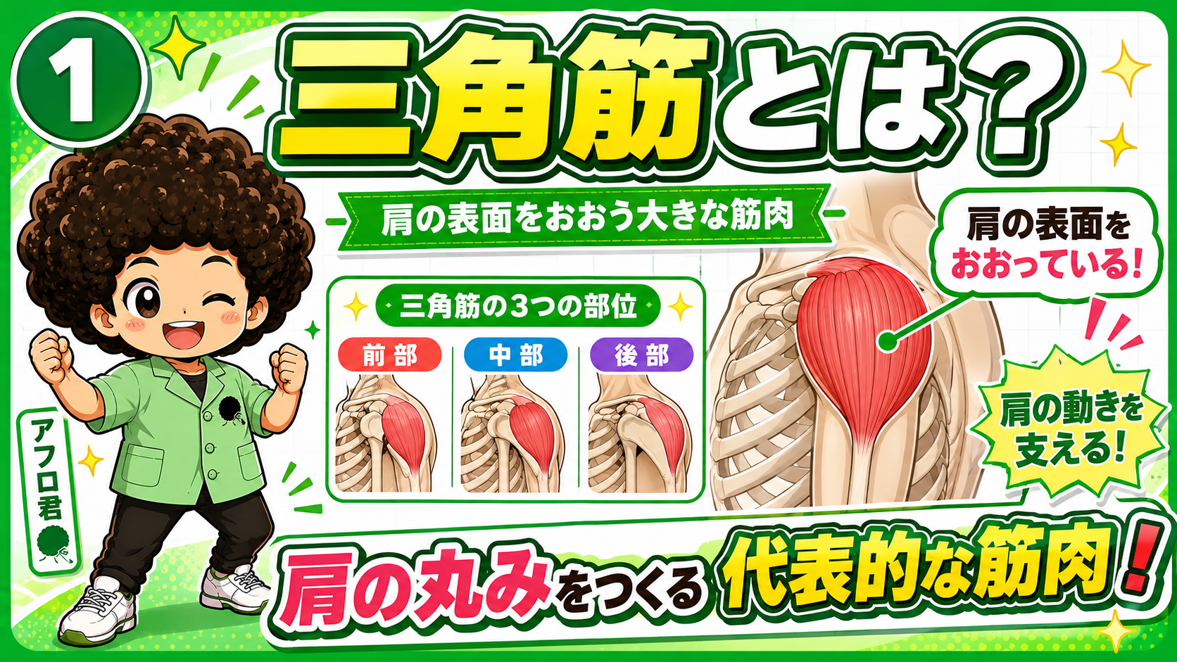 三角筋｜三角筋 1