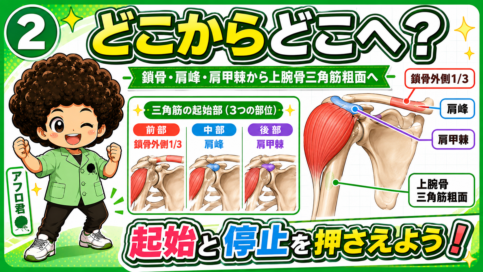 起始（鎖骨外側1/3・肩峰・肩甲棘）と停止（三角筋粗面）