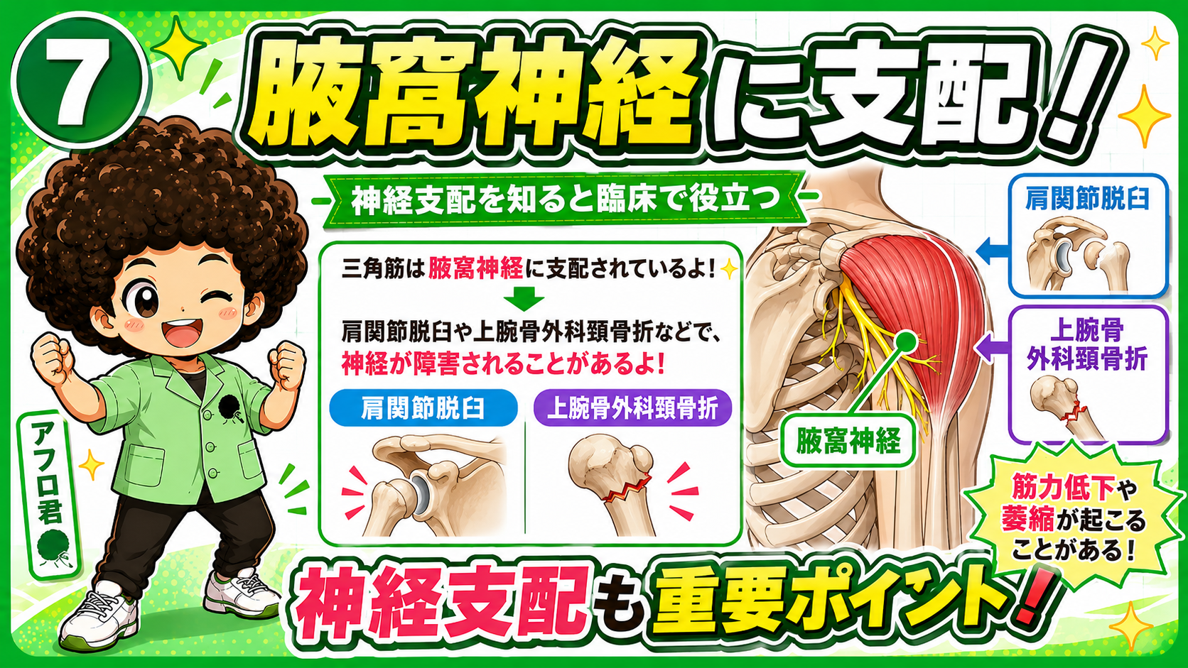腋窩神経の障害：肩関節脱臼・上腕骨外科頸骨折に注意