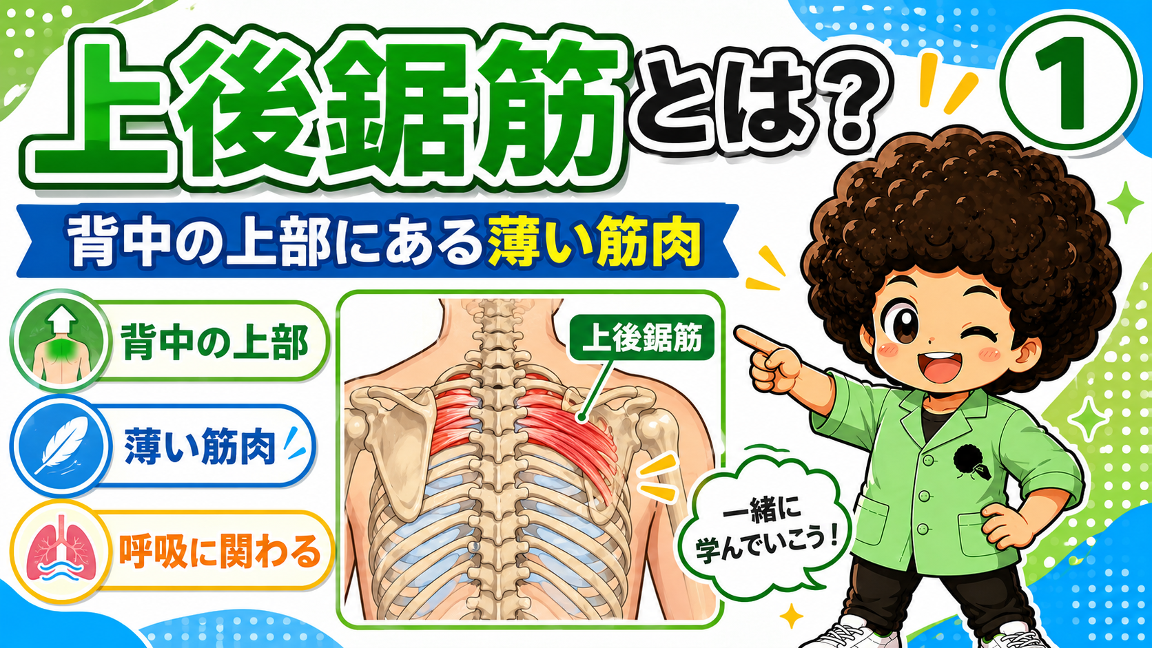 背中の上部にある薄い筋肉・上後鋸筋の位置を示す背面の解剖図