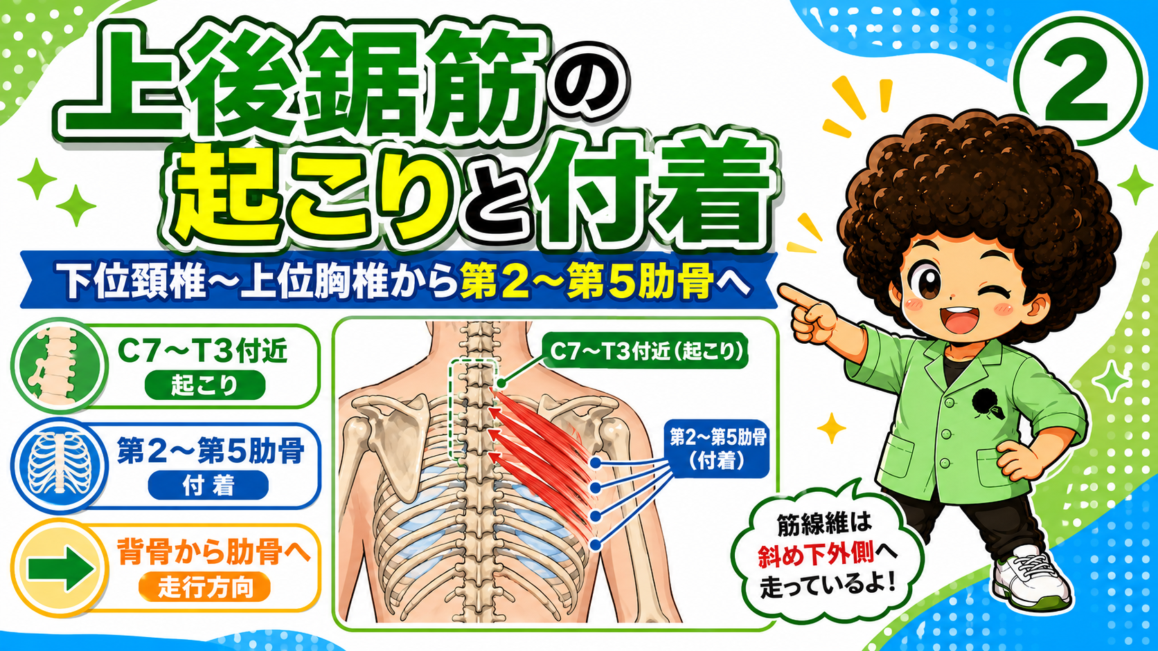 上後鋸筋の起始と停止を示した解剖図
