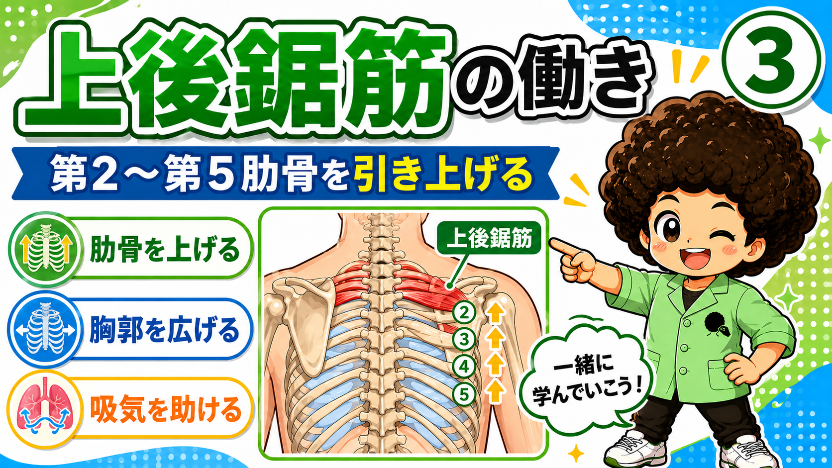 肋骨を挙上する上後鋸筋の作用図