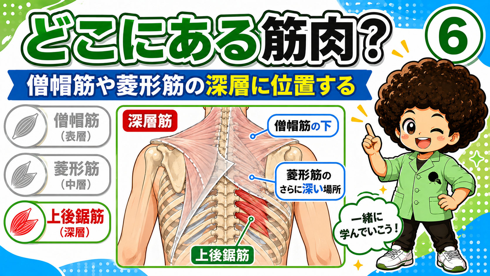 僧帽筋・菱形筋の深層に位置する上後鋸筋の図