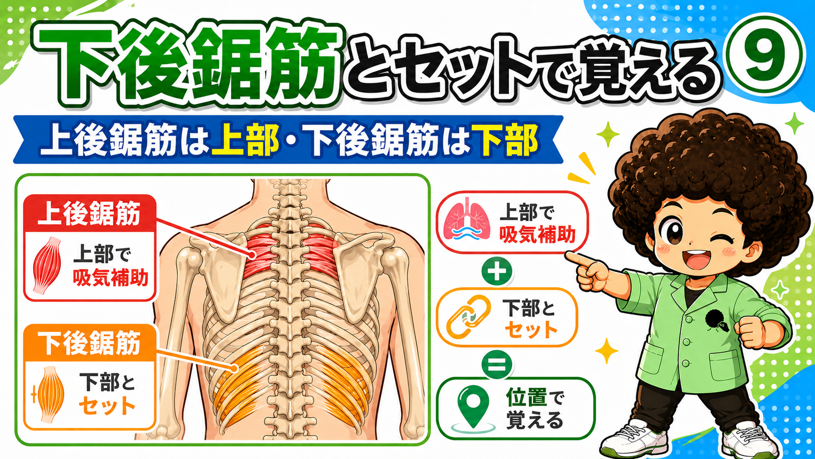 上後鋸筋と下後鋸筋を対で示した図