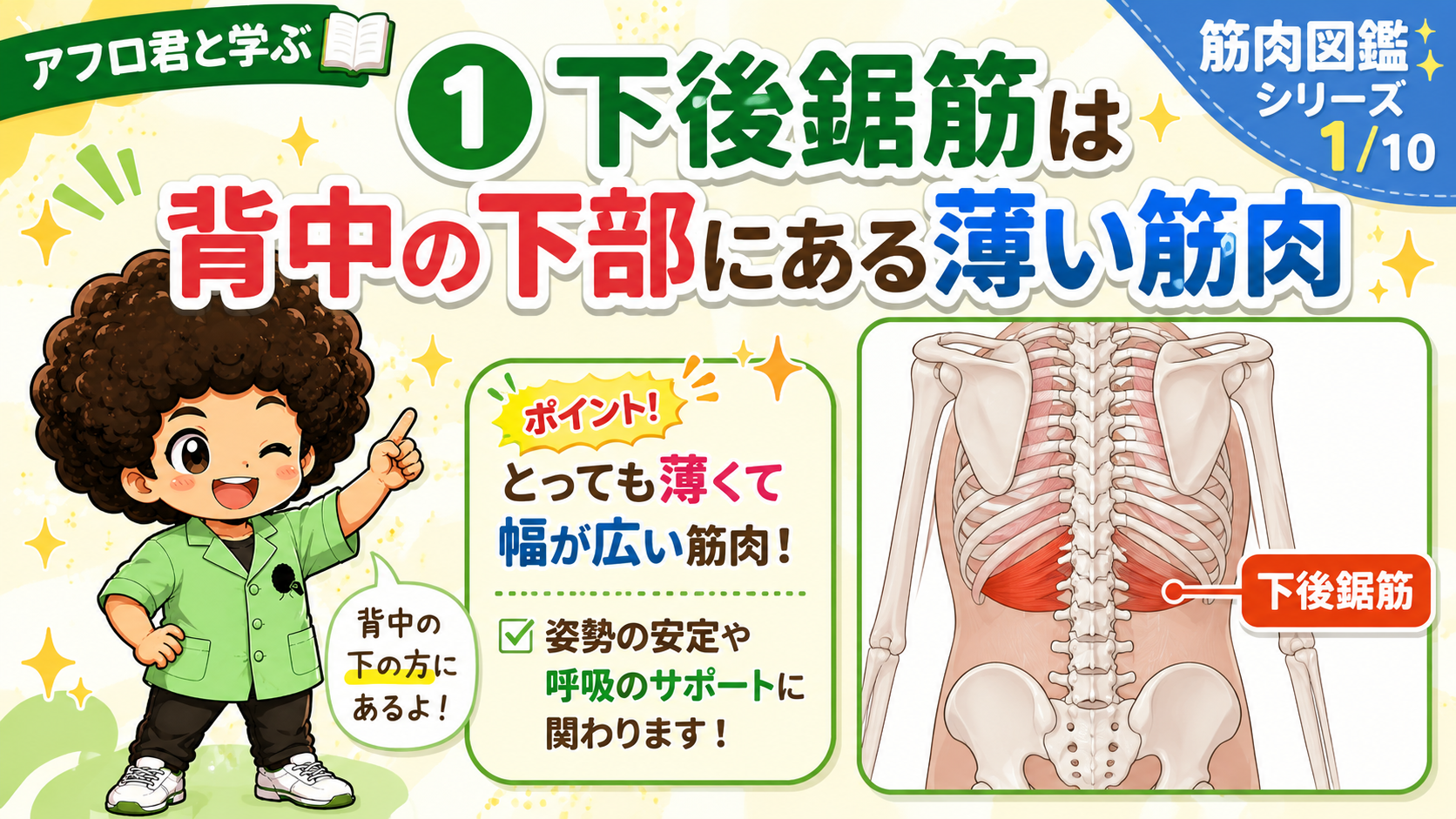 背中の下部にある薄い筋肉・下後鋸筋の位置を示す背面の解剖図