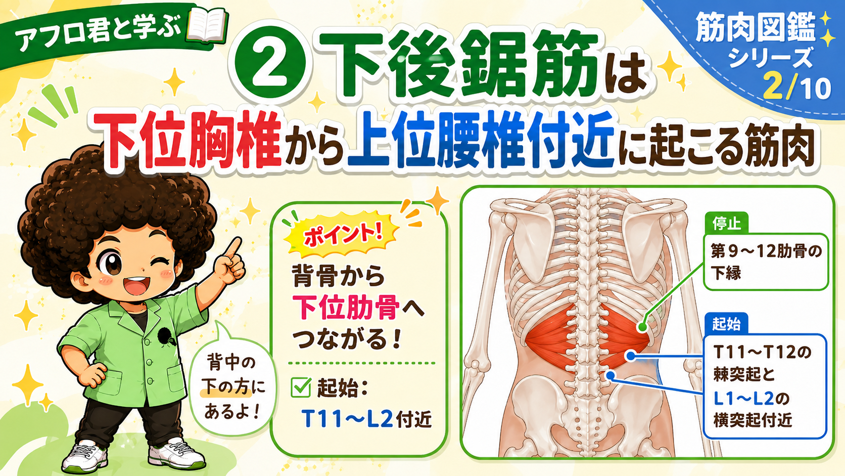 下後鋸筋の起始と停止を示した解剖図