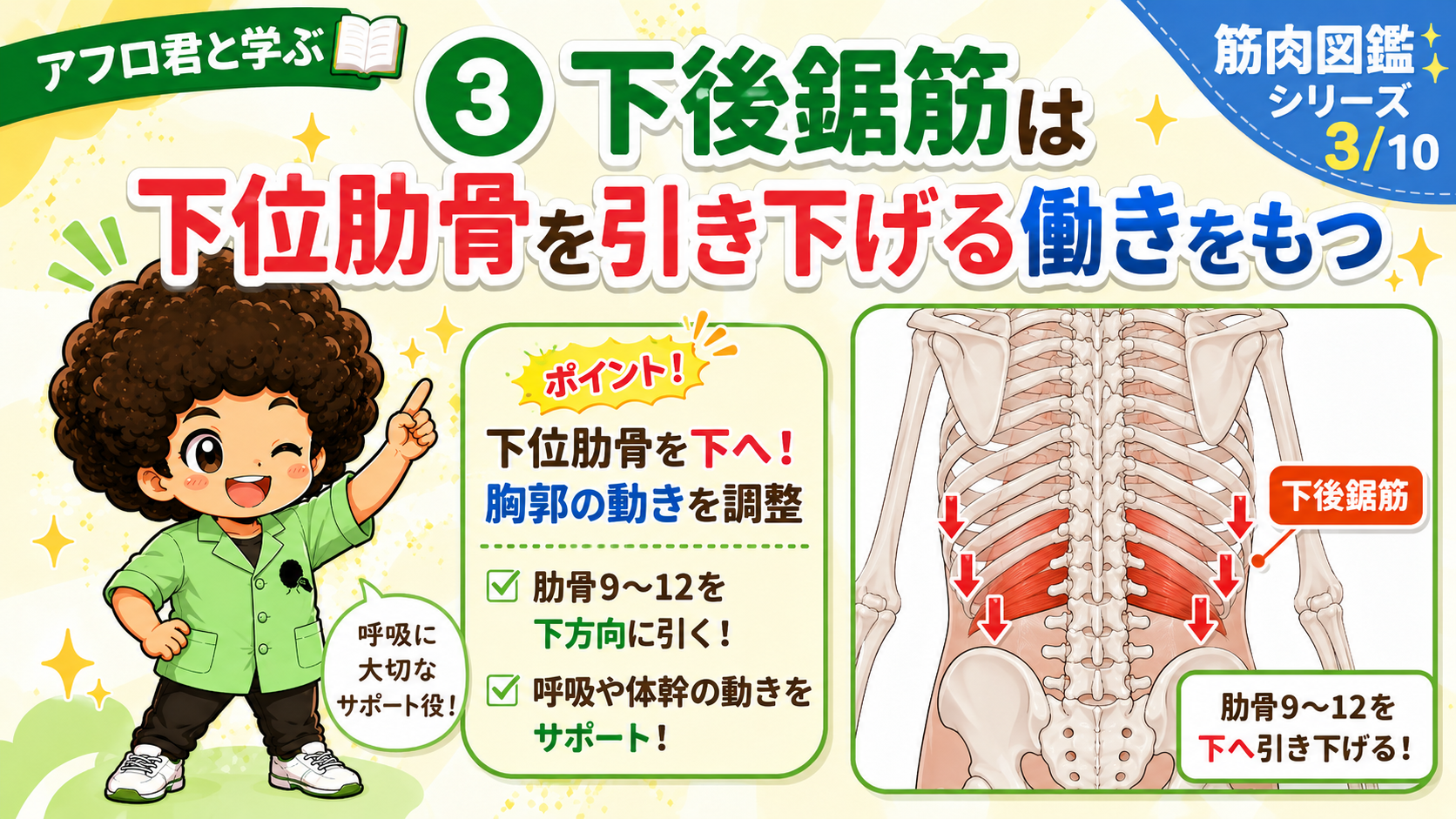下位肋骨を引き下げる下後鋸筋の作用図