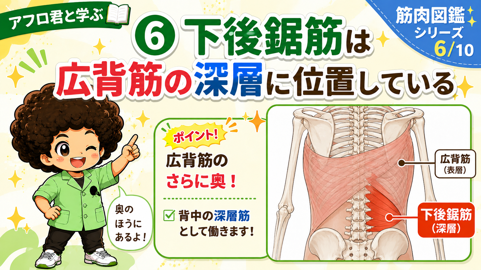 広背筋の深層に位置する下後鋸筋の図