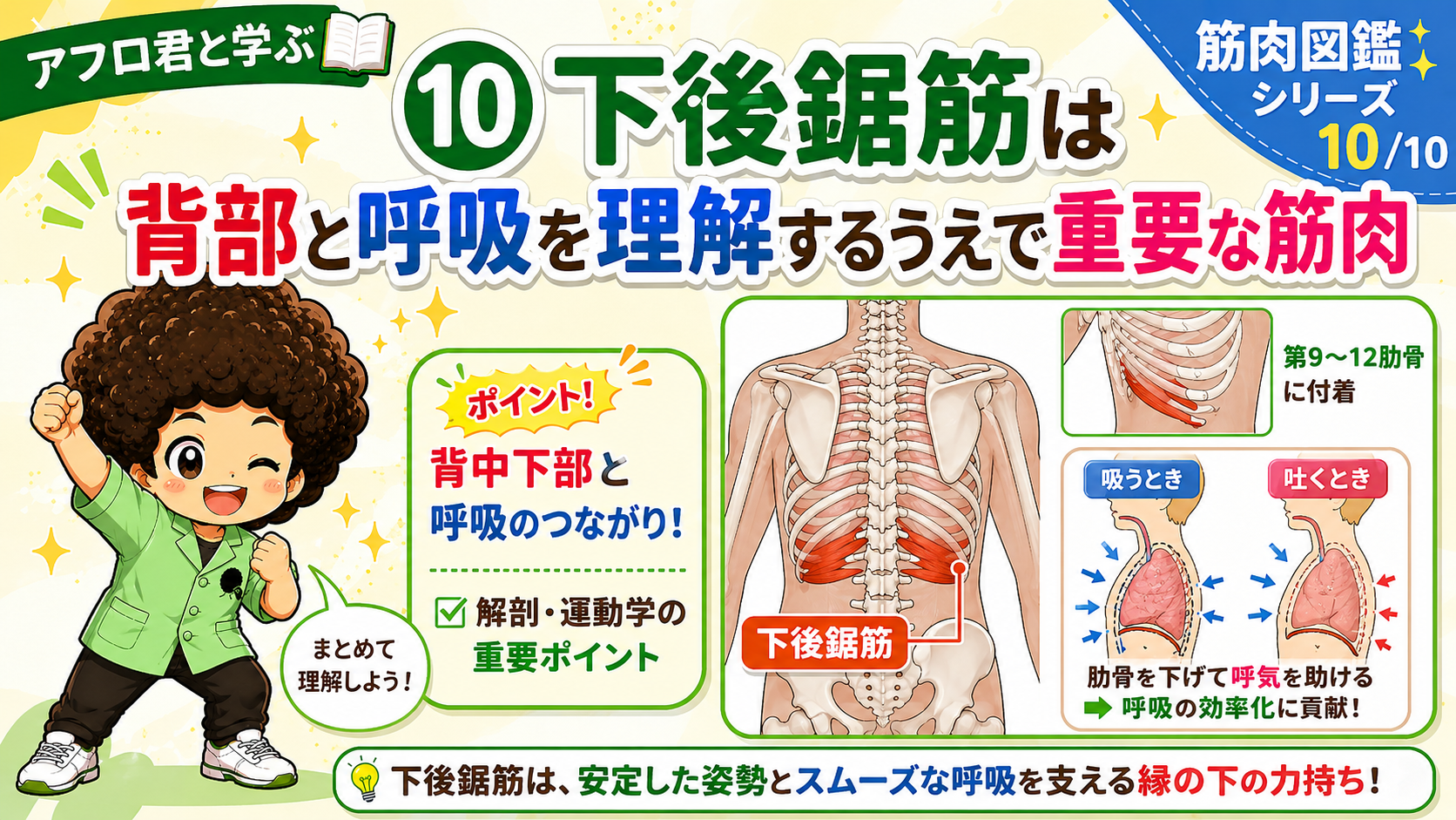 下後鋸筋の呼吸への働きをまとめた図