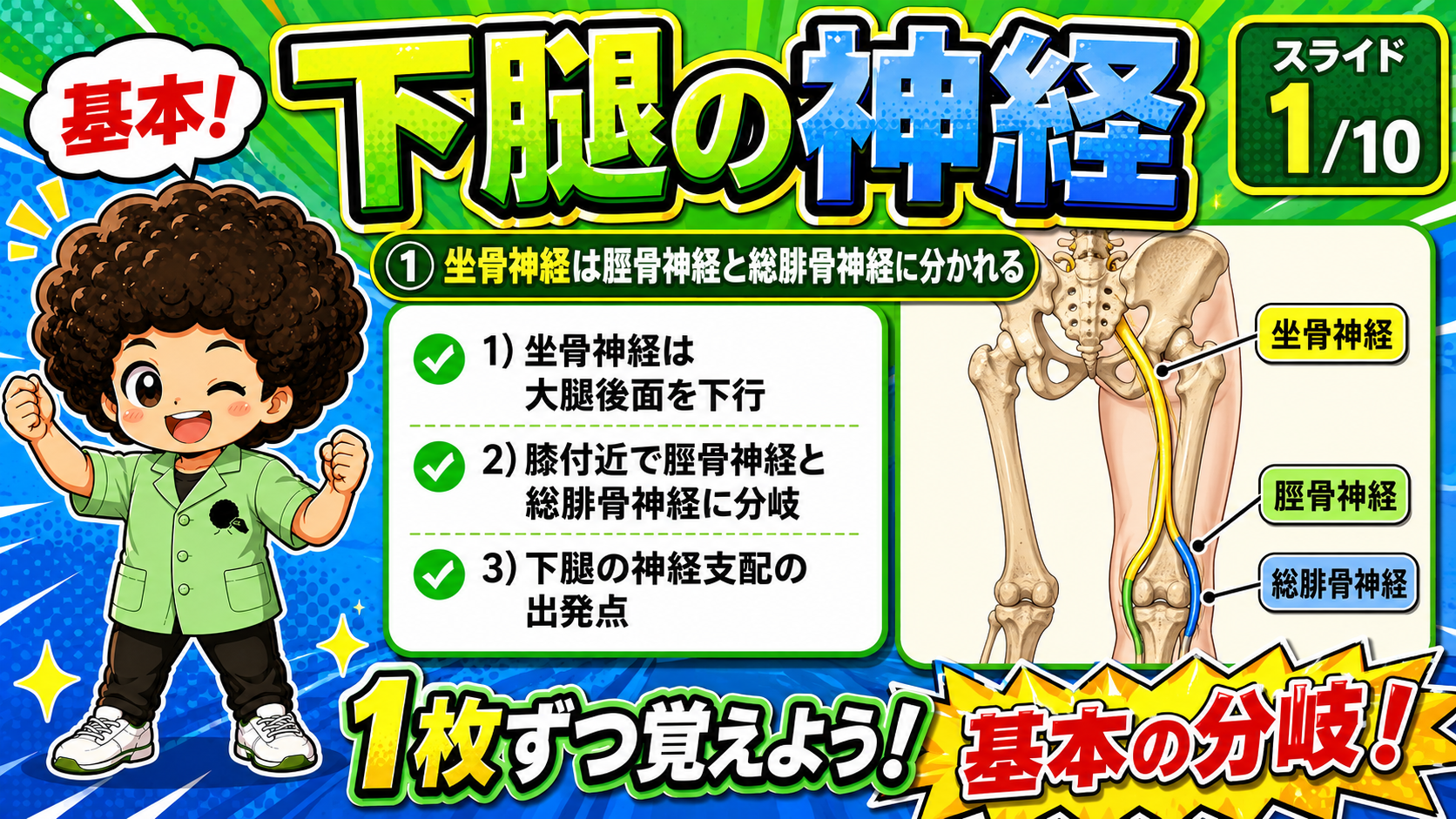 坐骨神経が脛骨神経と総腓骨神経に分かれる様子を示した図