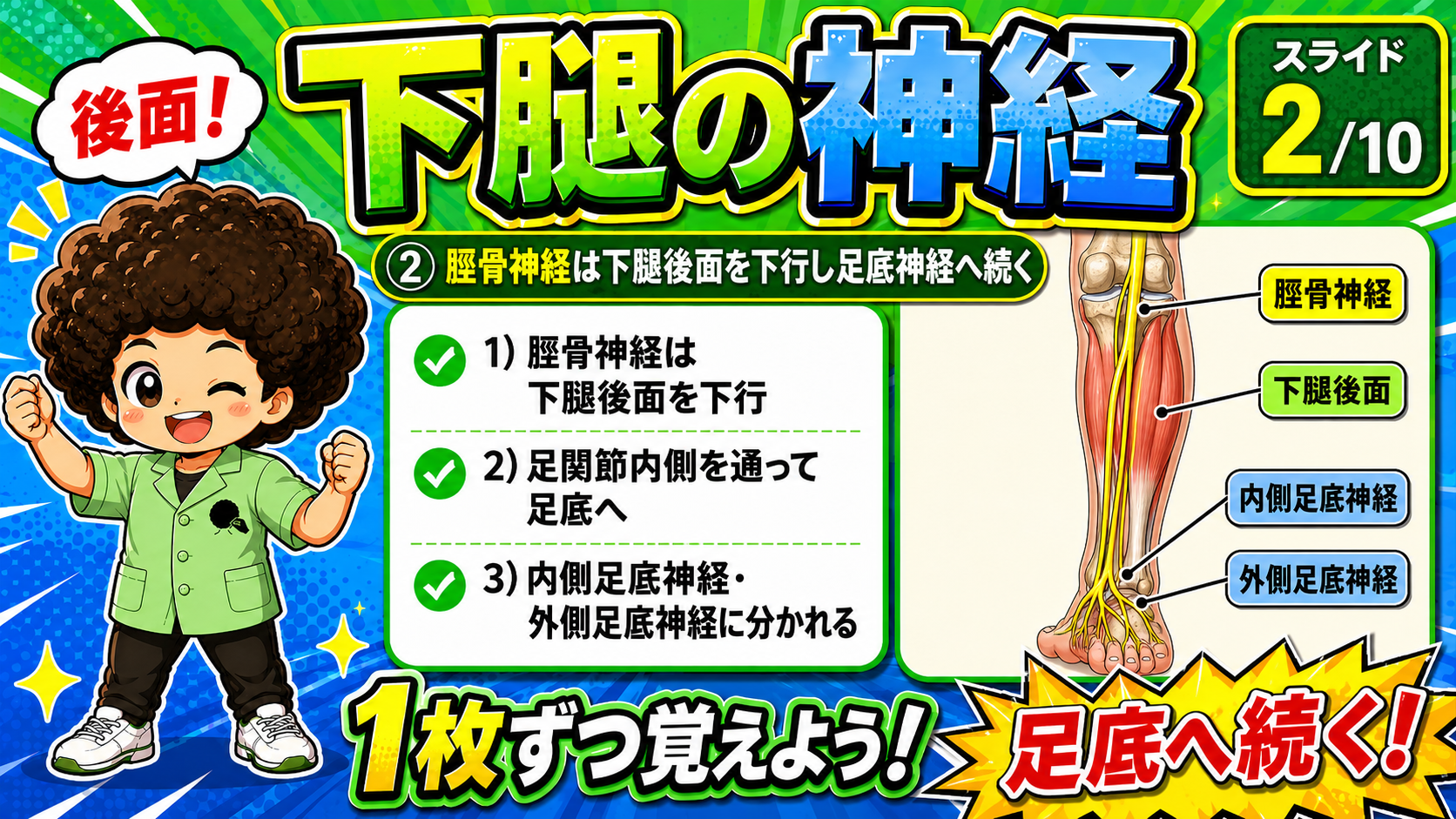 脛骨神経の走行を示した後面図
