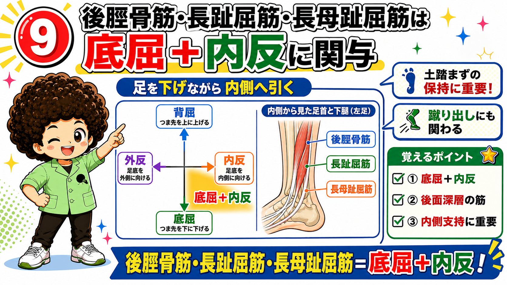 後脛骨筋・長趾屈筋・長母趾屈筋が底屈+内反に働くことを示す下腿内側の図