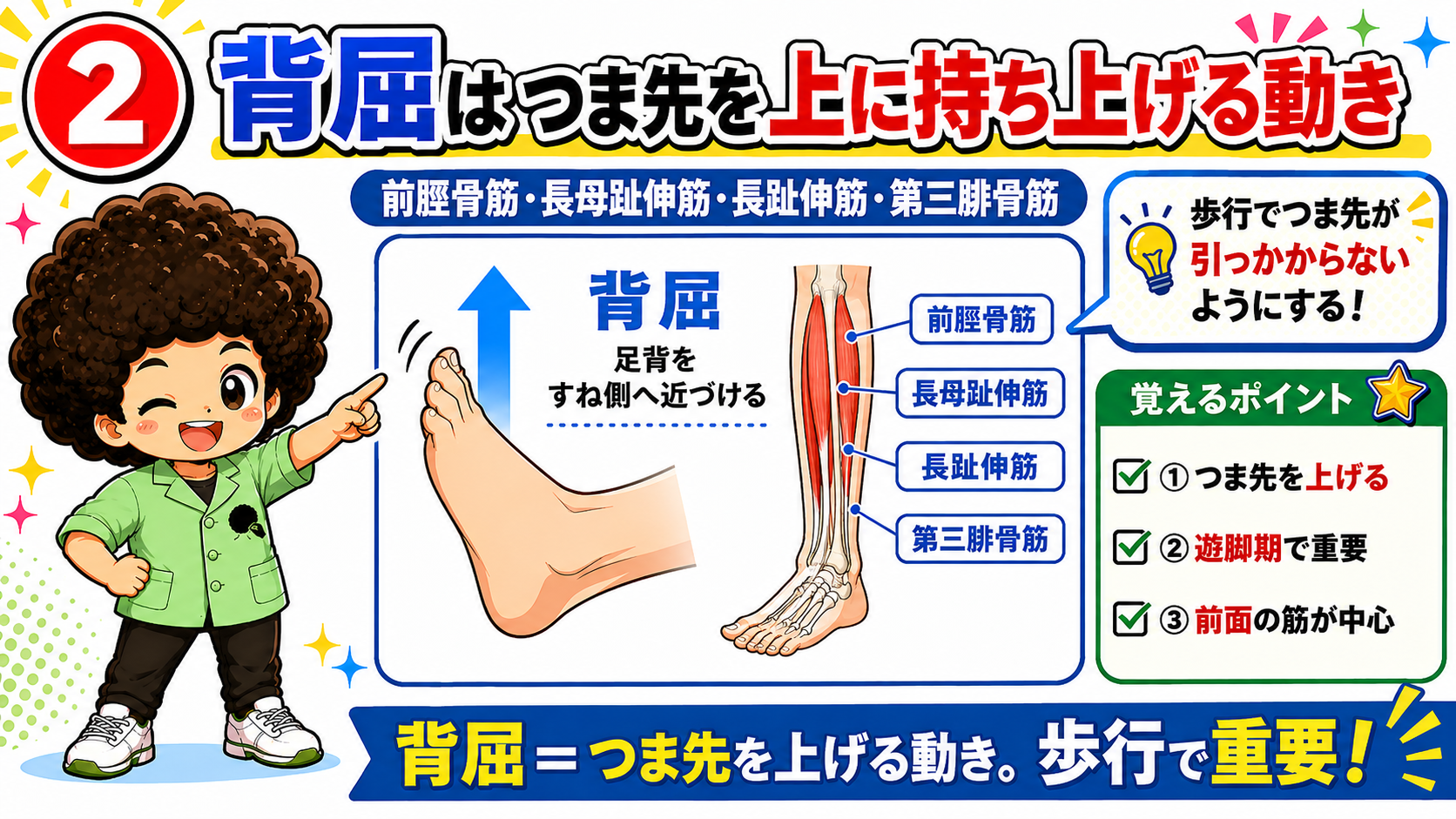 足背をすね側へ近づける背屈と前面の伸筋群を示した図