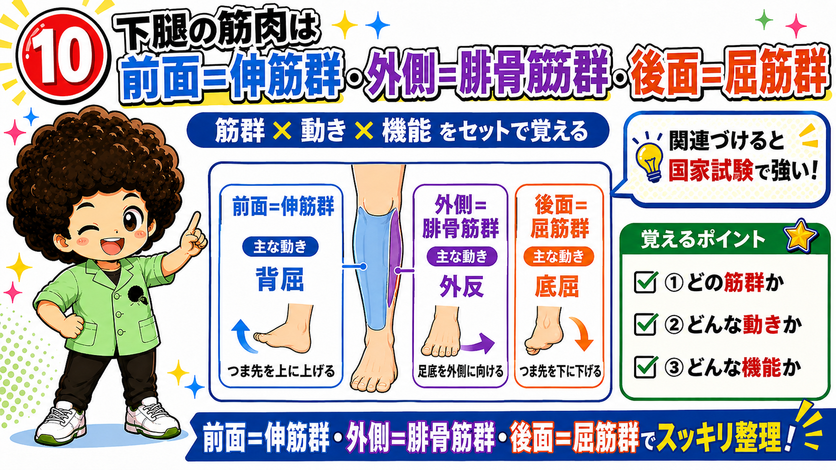 下腿を前面・外側・後面に分け動きと機能を対応させた図