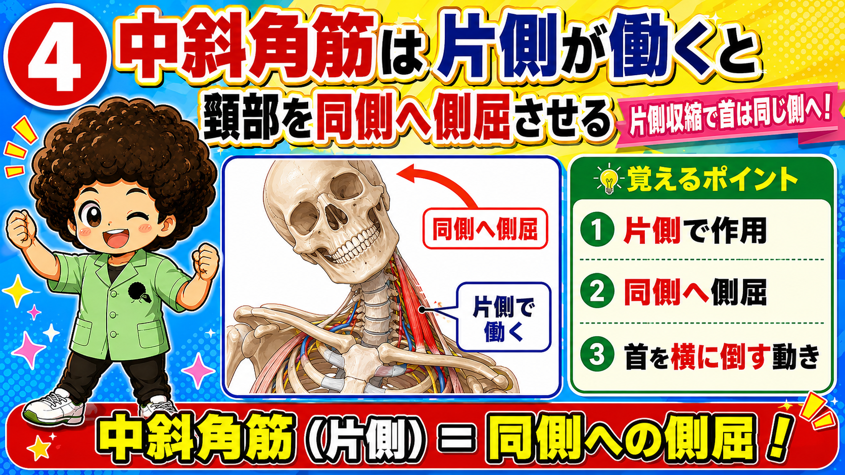 片側の中斜角筋が働くと頸部を同側へ側屈させることを示した図
