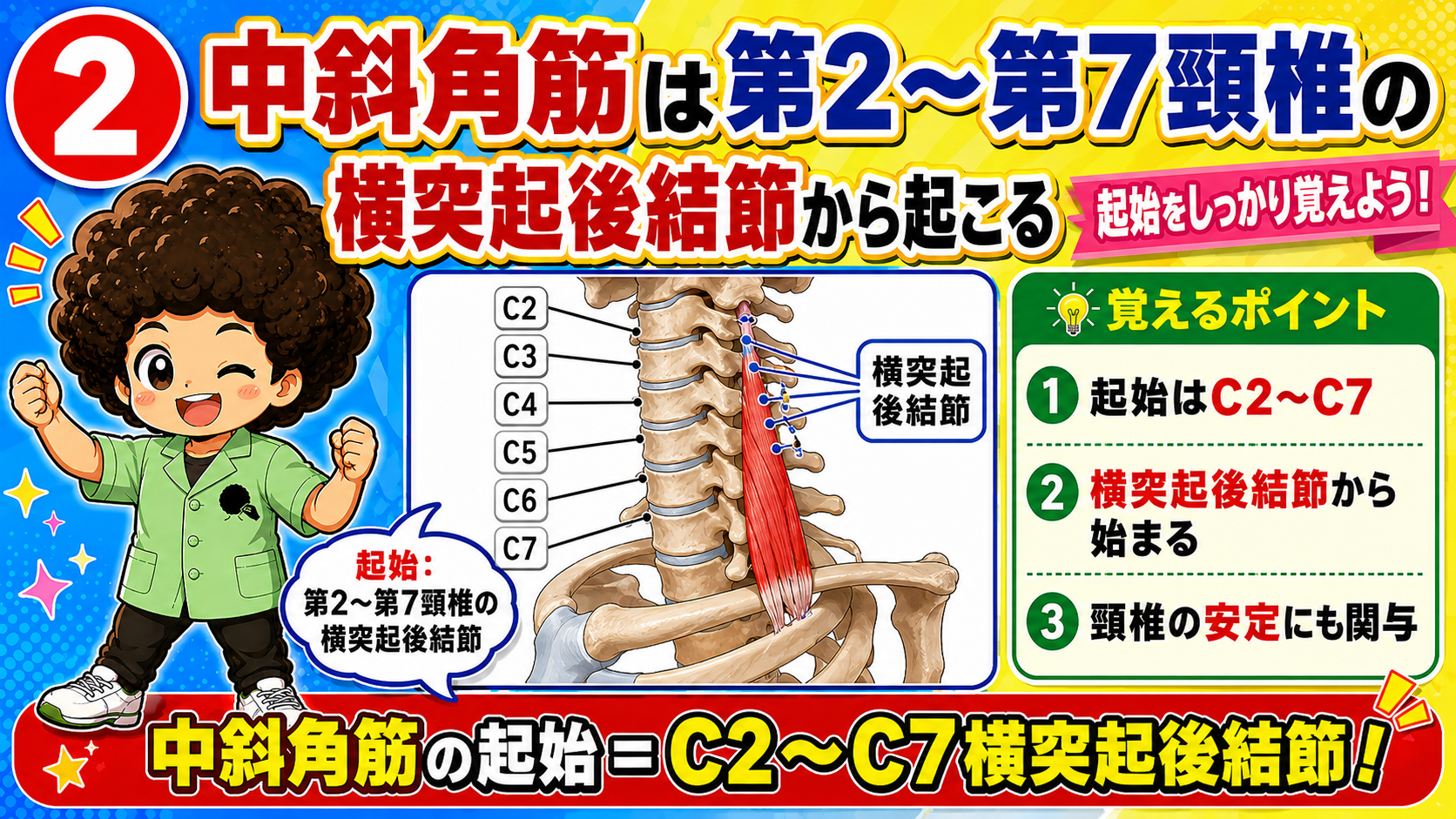 C2からC7の横突起後結節を起始とする中斜角筋を示した図