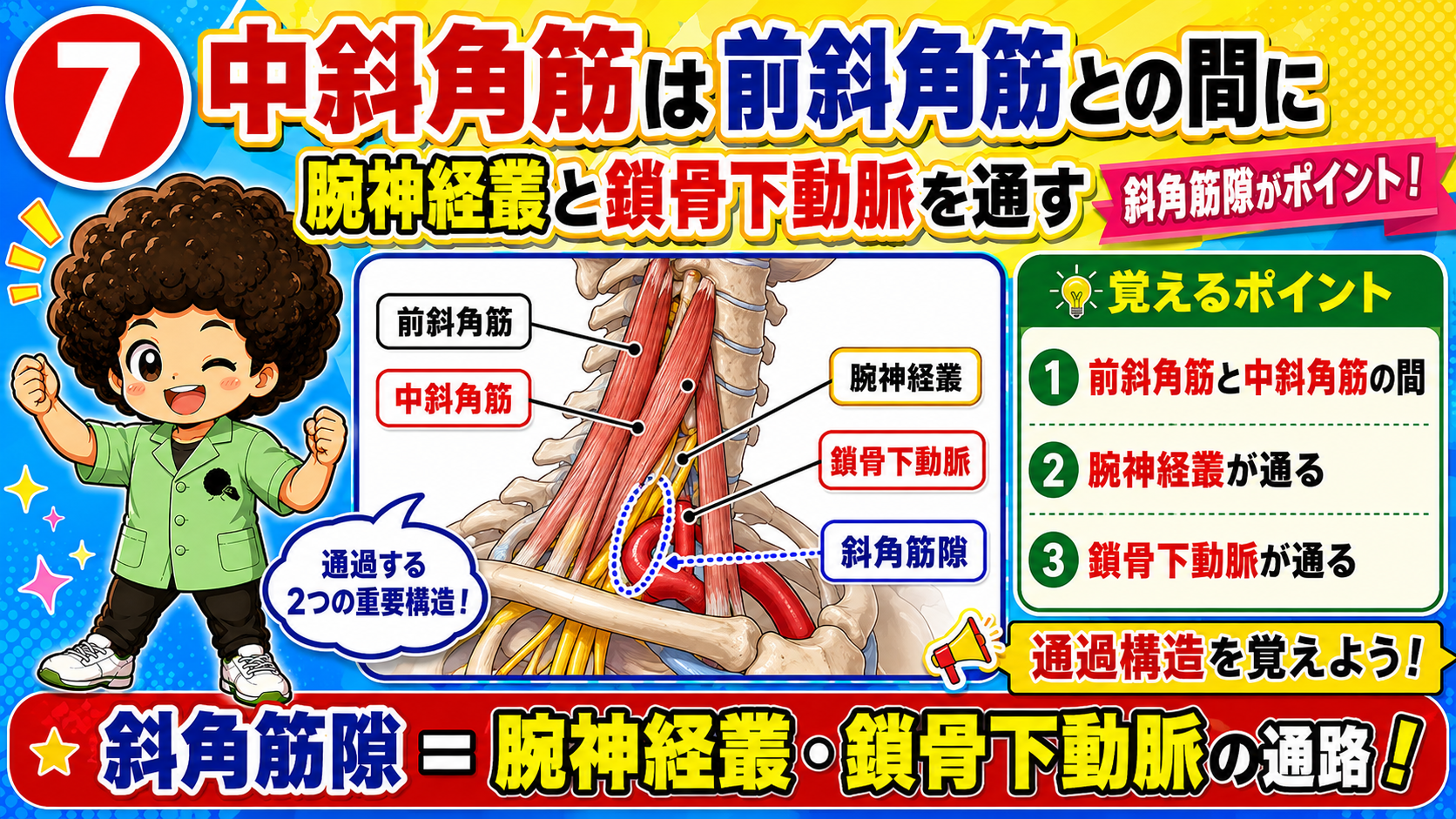 斜角筋隙を腕神経叢と鎖骨下動脈が通過する構造を示した図