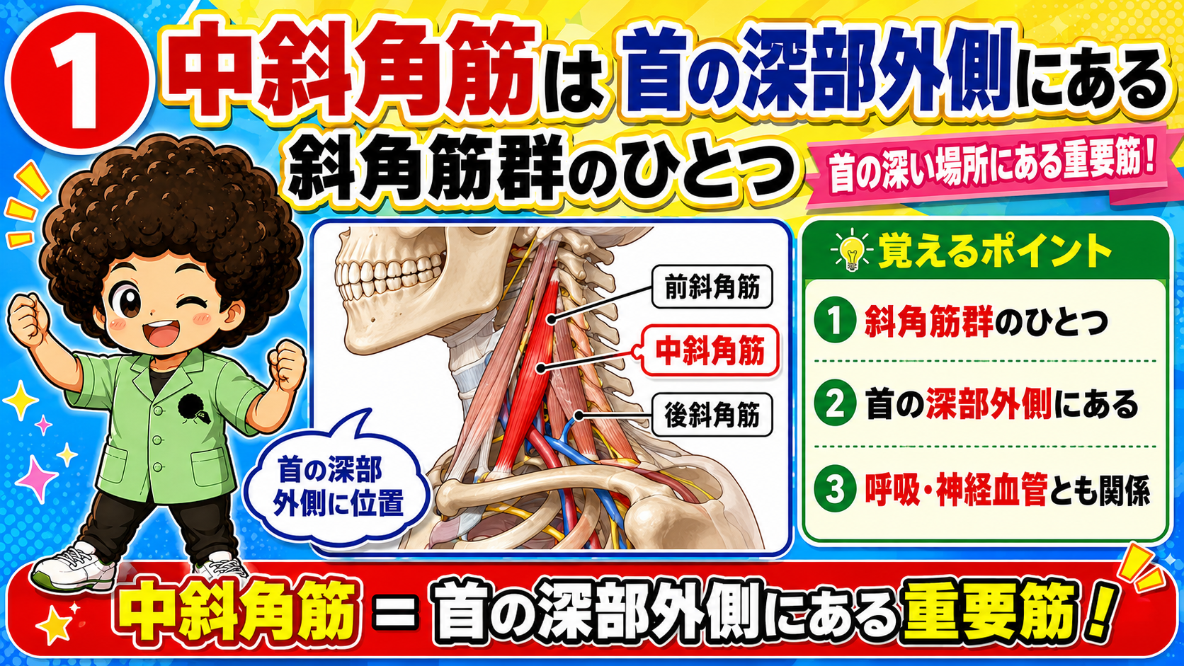 首の深部外側で前後の斜角筋の中間にある中斜角筋を示した図