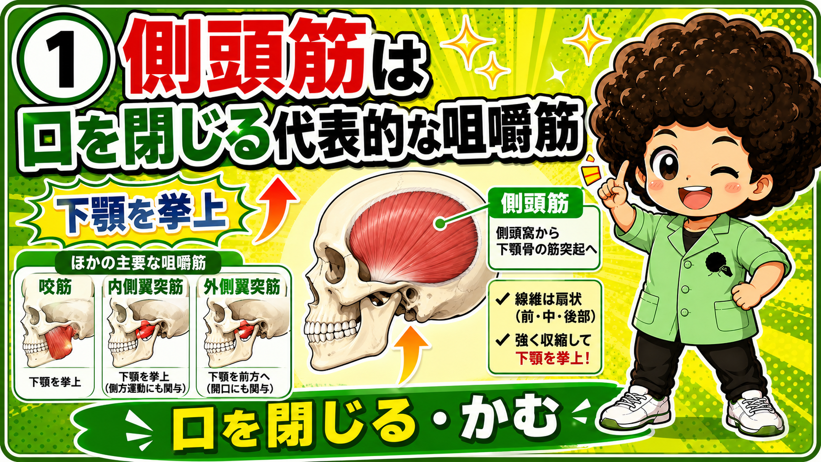 側頭部に扇形に広がる側頭筋を示した頭蓋骨の側面図で、口を閉じる代表的な咀嚼筋であることを示す図