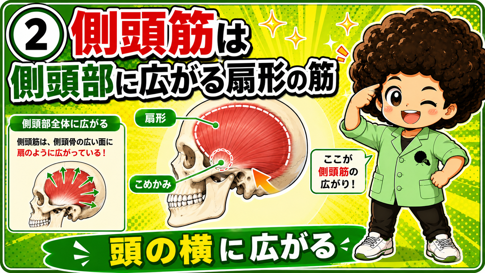 側頭部全体に扇のように広がる側頭筋を示した頭蓋骨の図