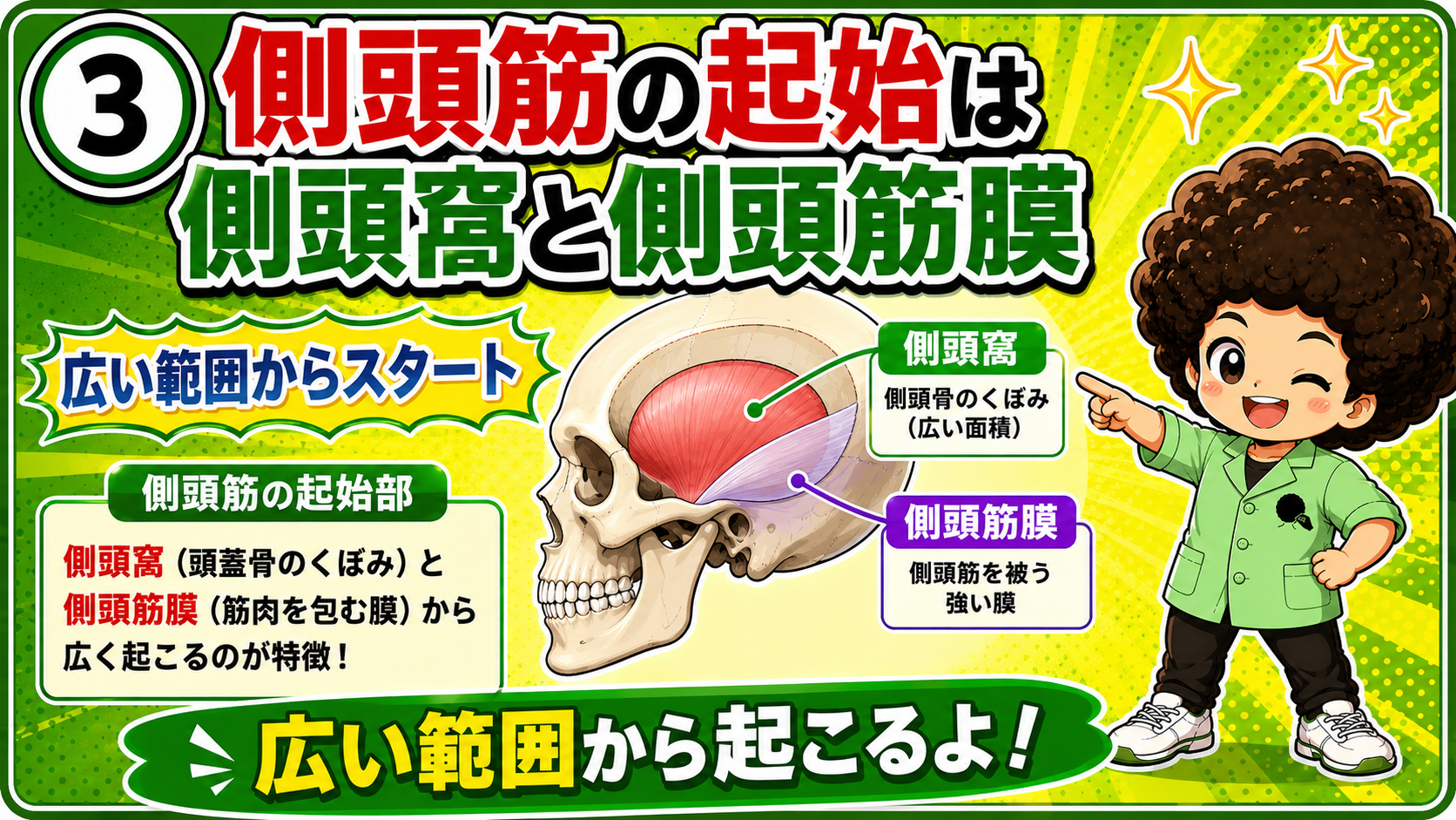 側頭窩と側頭筋膜から広く起こる側頭筋の起始を示した図