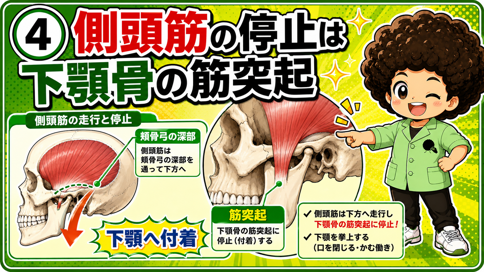頬骨弓の深部を通り下顎骨の筋突起に停止する側頭筋を示した図