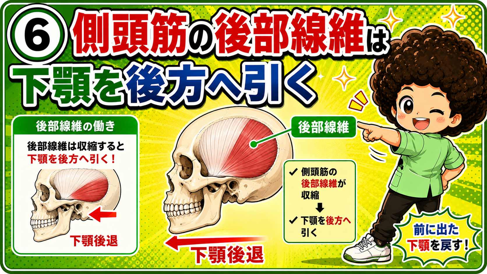 側頭筋の後部線維が収縮して下顎を後方へ引く動きを示した図