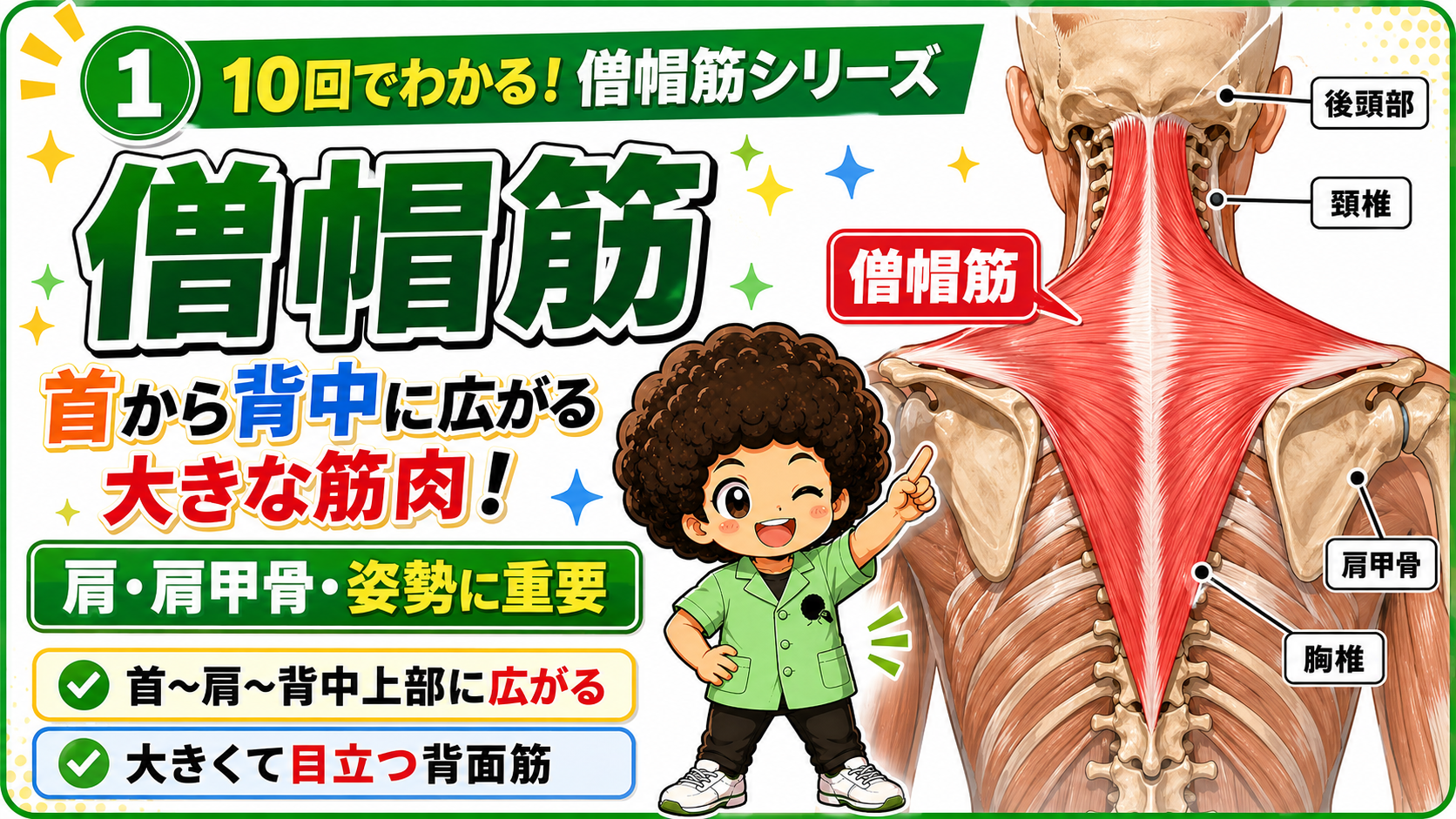 首から肩・背中上部に三角形に広がる僧帽筋を示した背面の解剖図