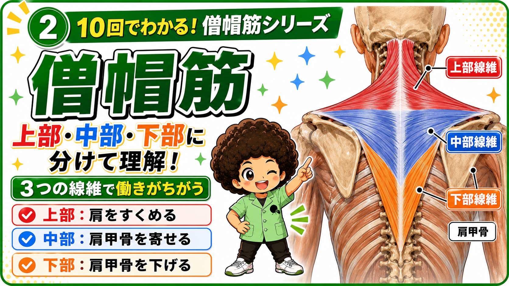 僧帽筋を上部・中部・下部の3色に分けて示した背面図