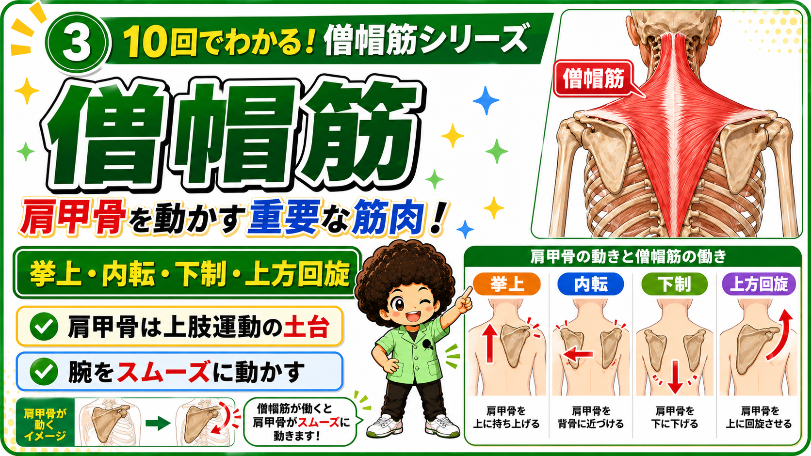 挙上・内転・下制・上方回旋の4つの肩甲骨の動きを並べた図