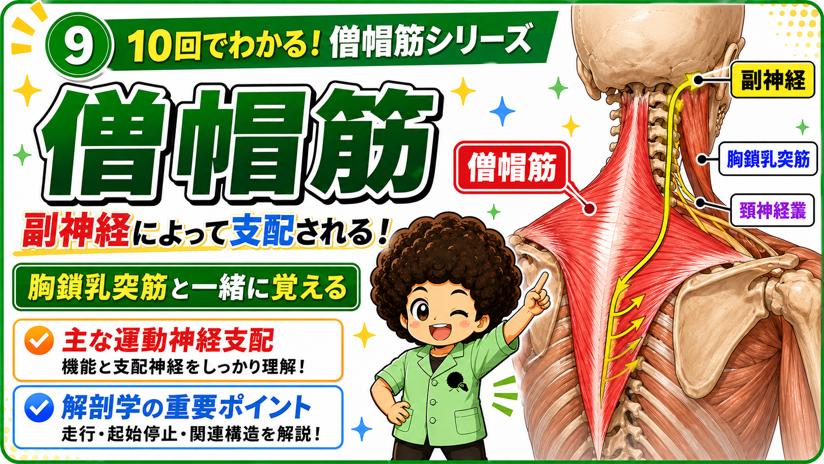 副神経が僧帽筋へ走行し、胸鎖乳突筋・頸神経叢と並んで示された図