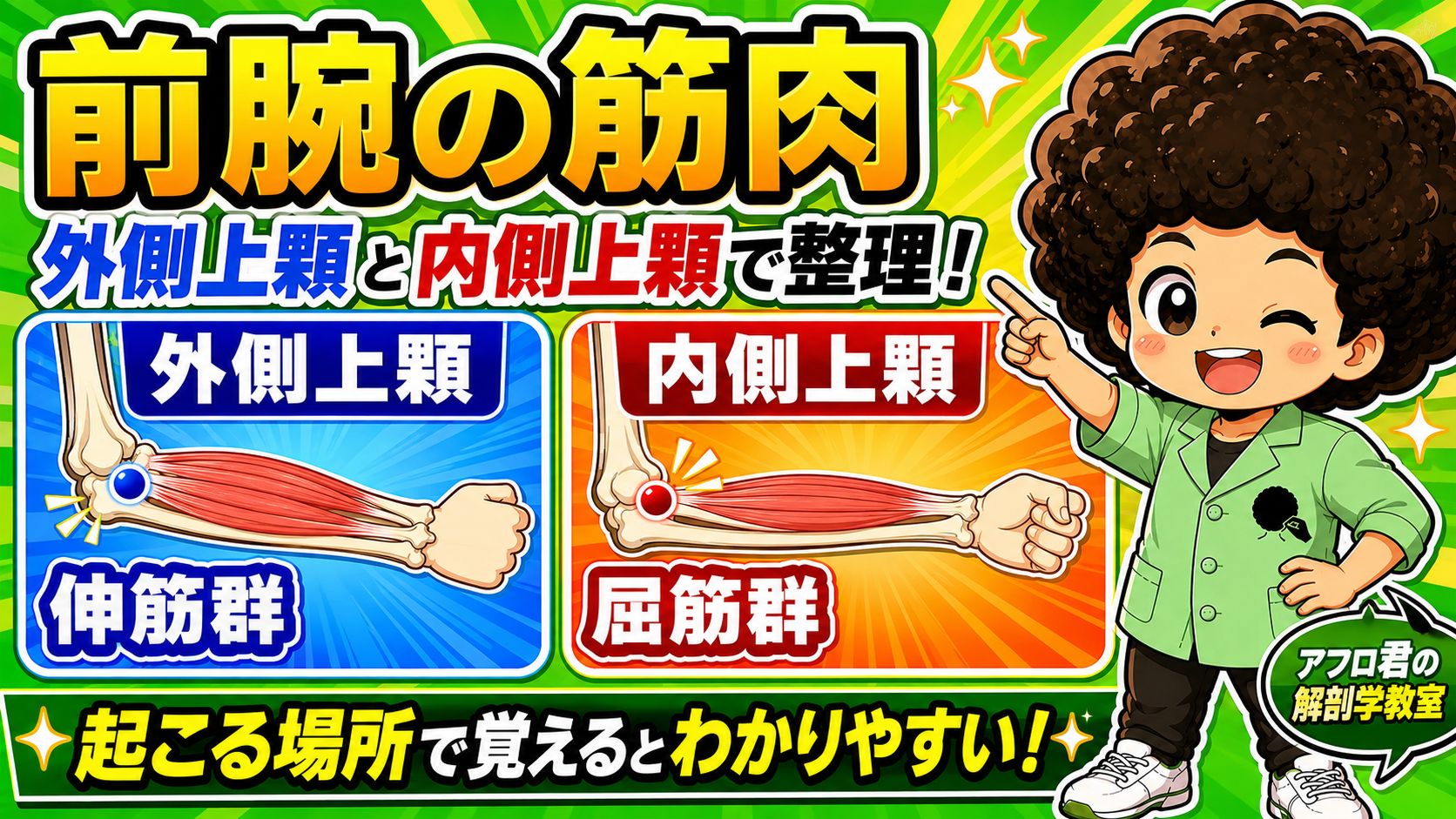 外側上顆の伸筋群と内側上顆の屈筋群を左右に分けて整理した前腕の図