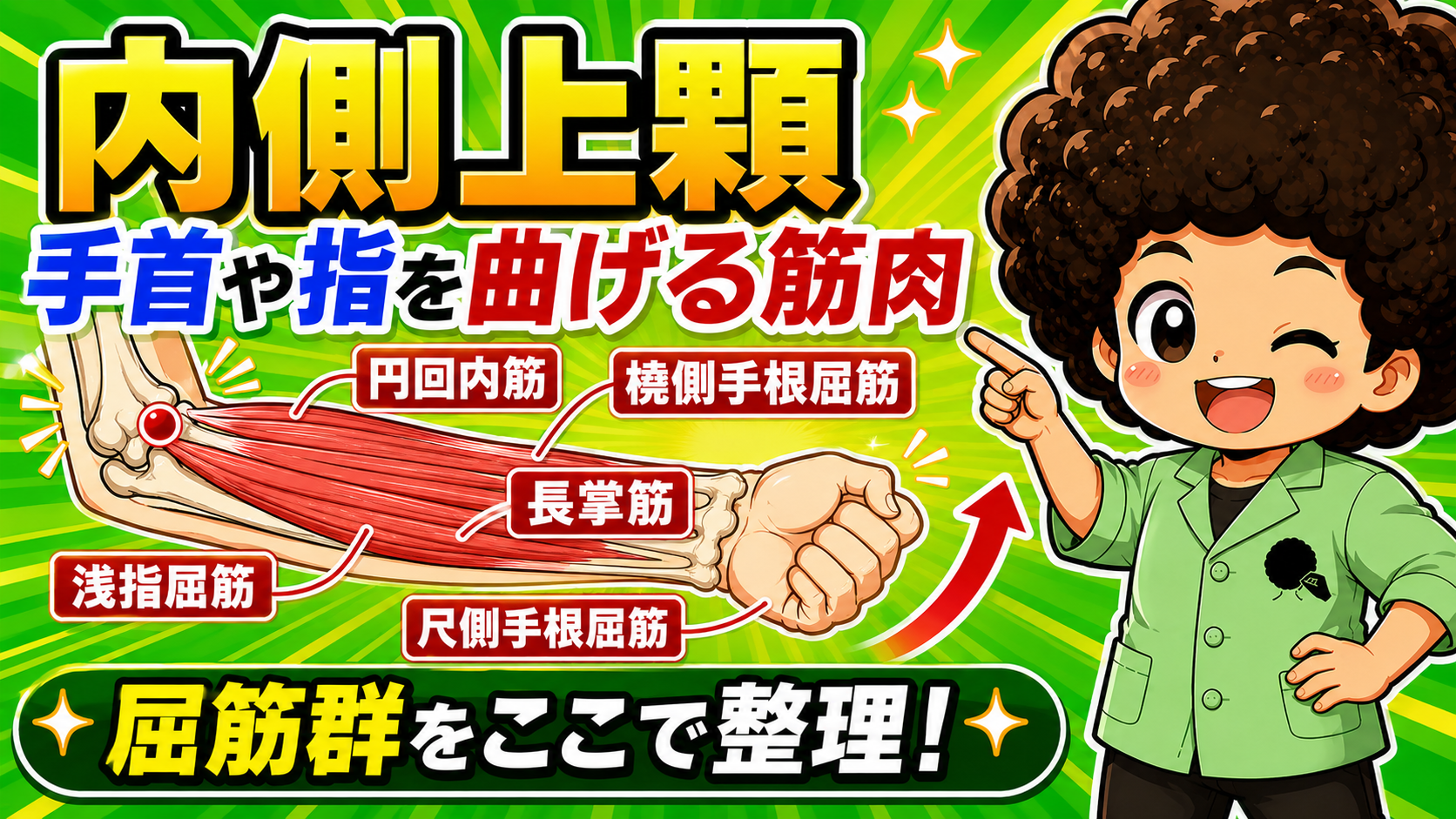 内側上顆から起こる屈筋群の名称を示した前腕の図