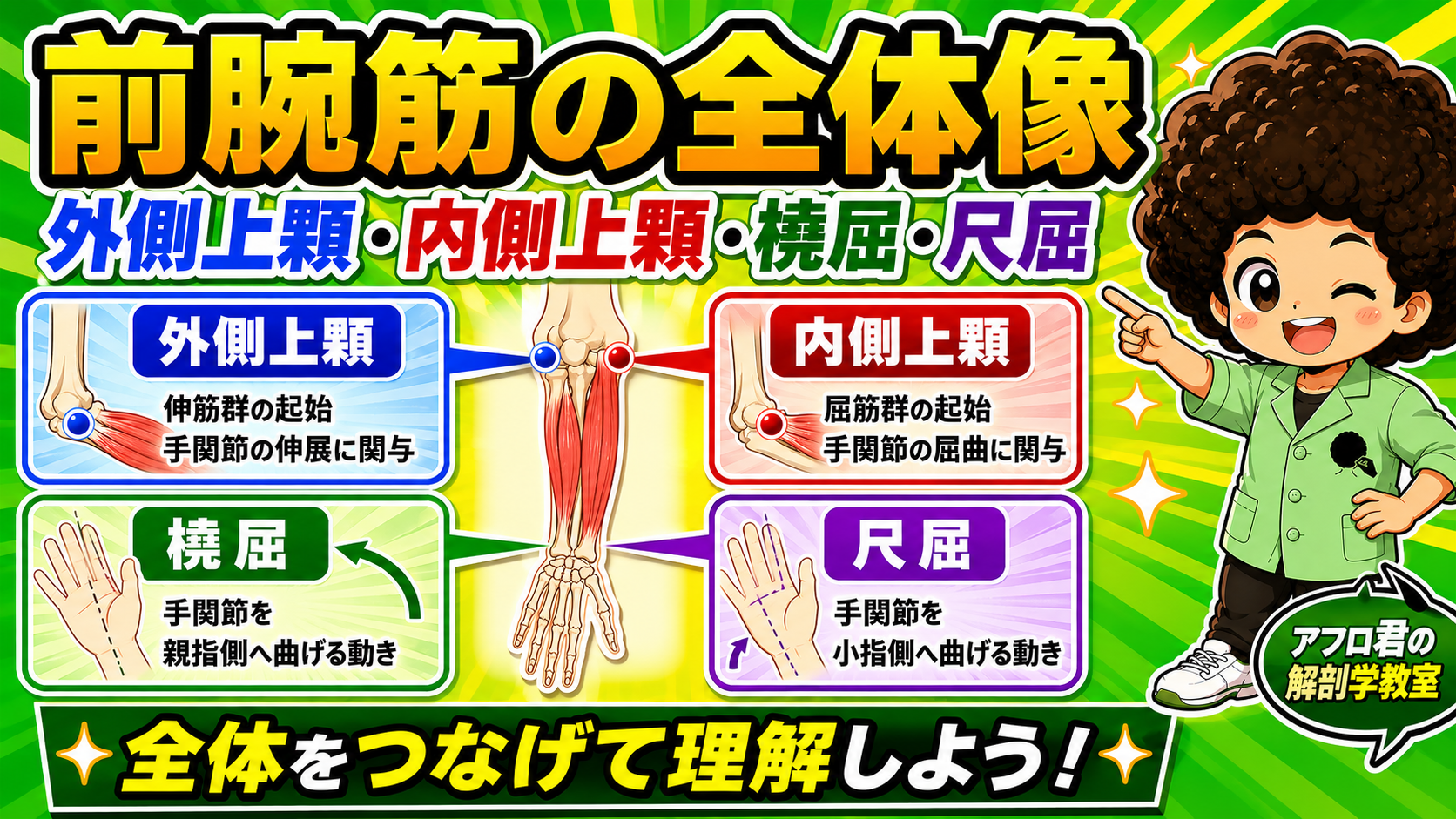 前腕屈筋群を支配する正中神経と尺骨神経の図