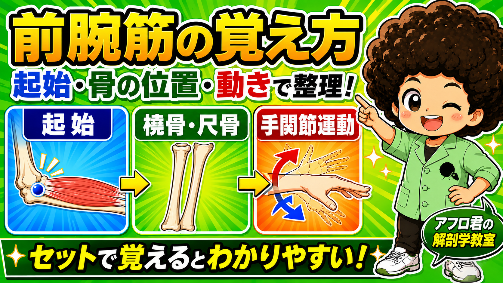 前腕筋の覚え方を起始・橈骨尺骨・手関節運動でまとめた図