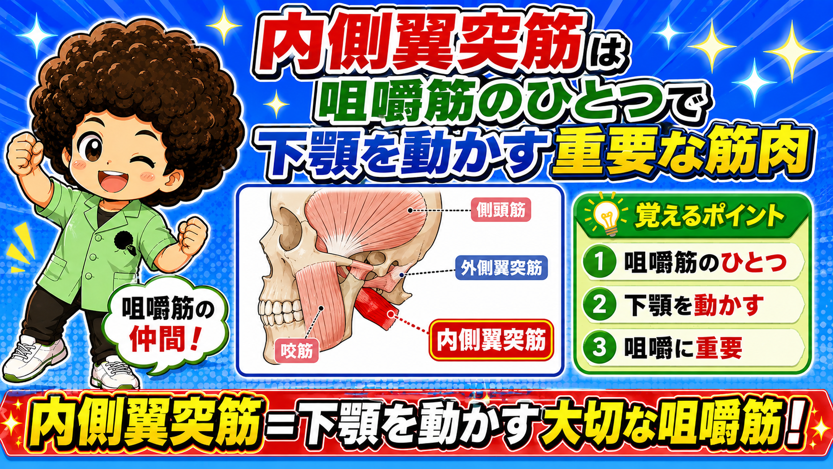 内側翼突筋が側頭筋・外側翼突筋・咬筋とともに描かれた頭蓋骨の側面図で、下顎を動かす咀嚼筋のひとつであることを示す図