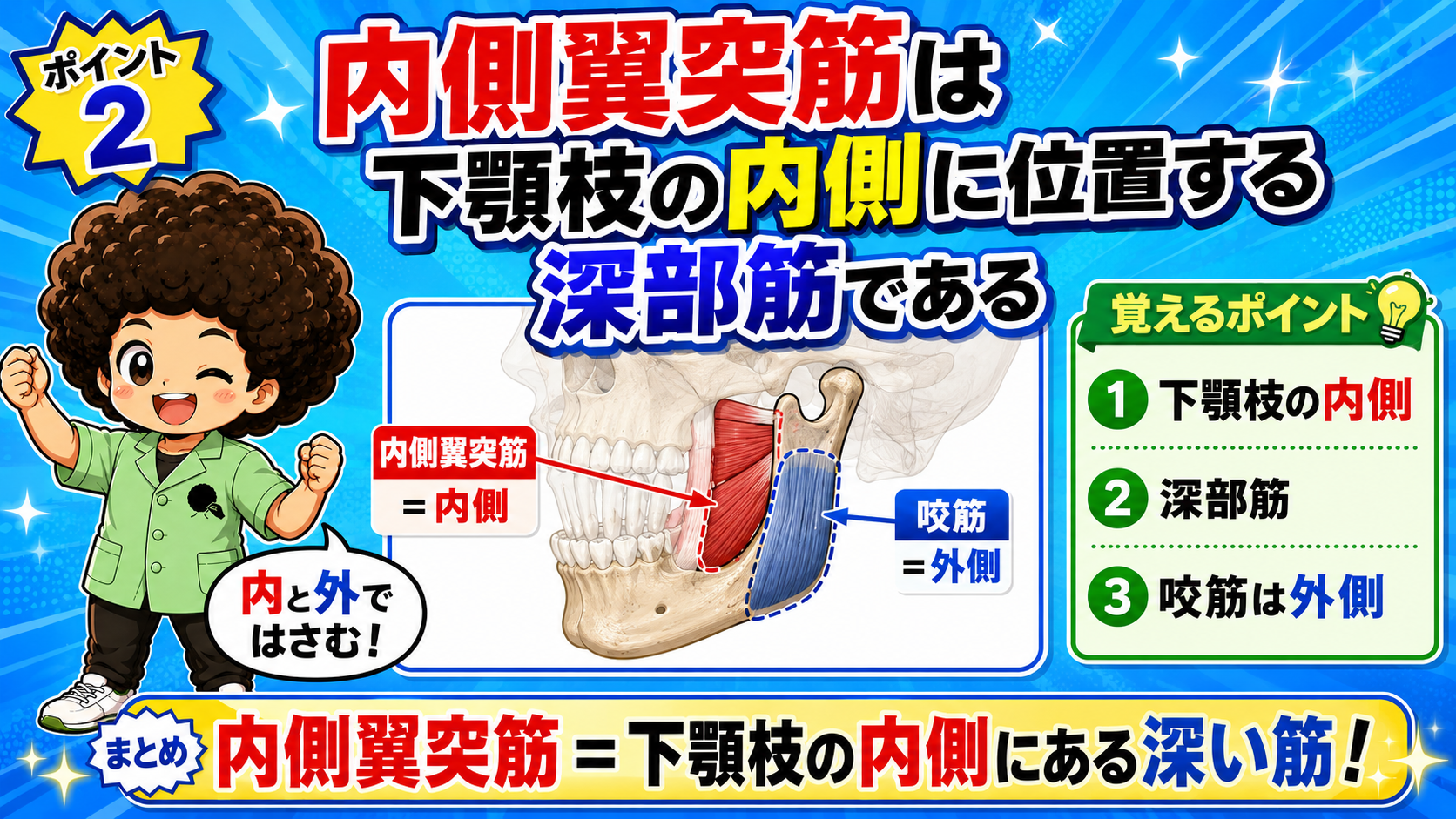 下顎枝を内側翼突筋（内側）と咬筋（外側）ではさむ位置関係を示した頭蓋骨の図