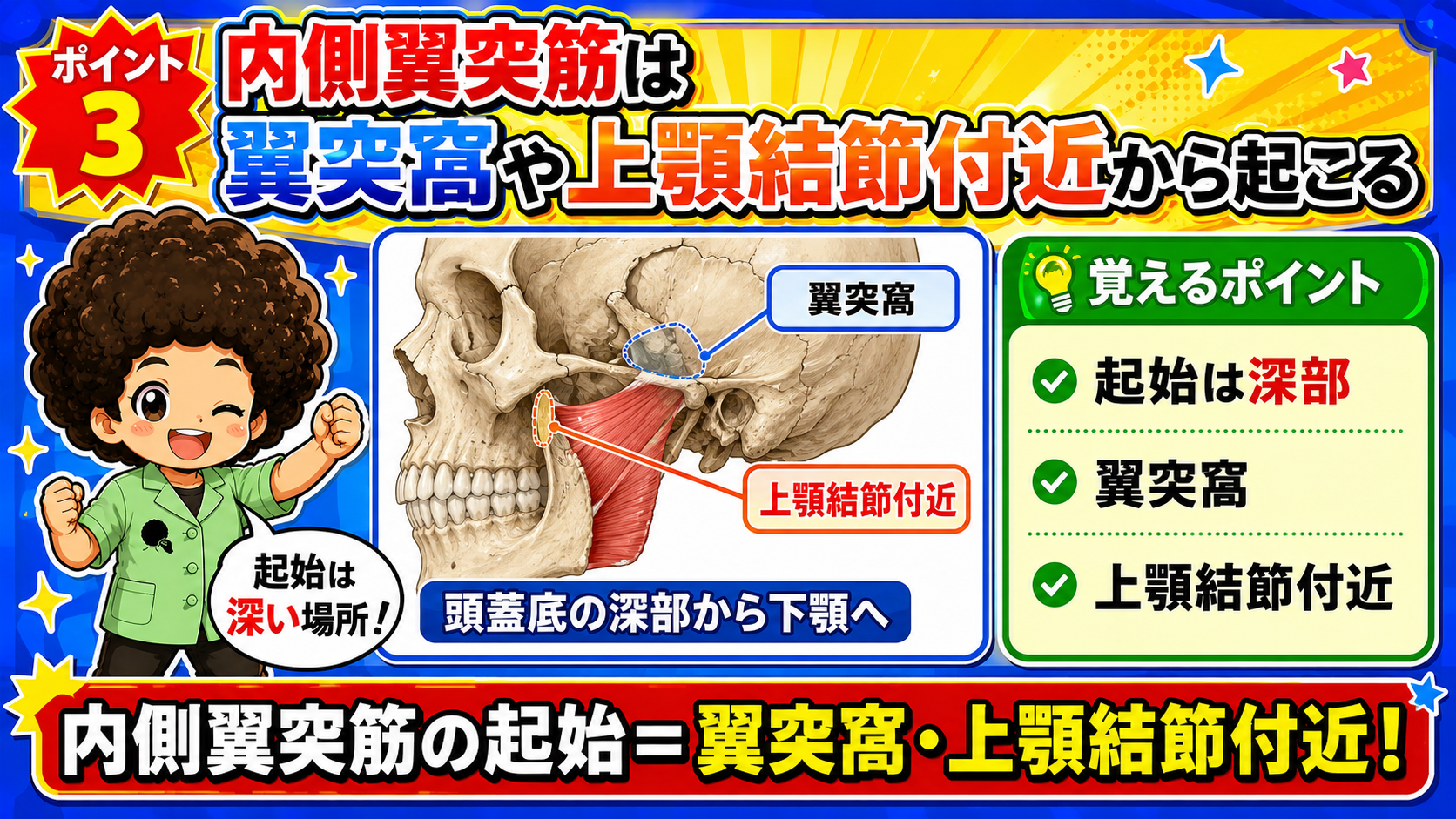 頭蓋骨の翼突窩と上顎結節付近から起こる内側翼突筋の起始を示した図