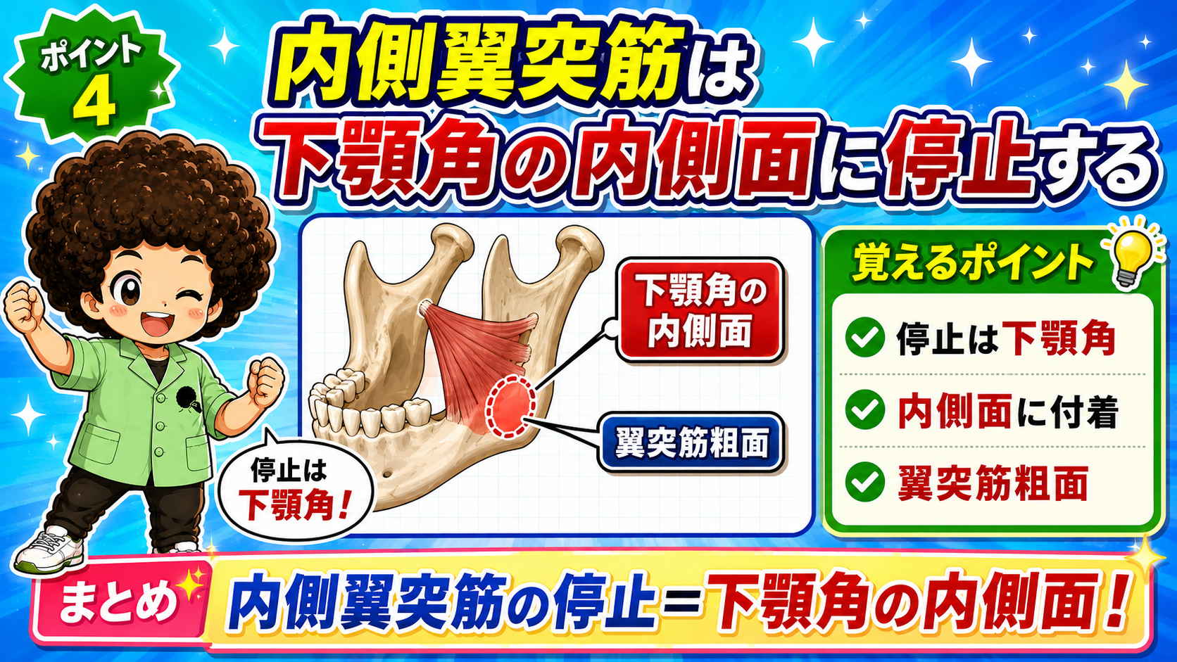 下顎角の内側面の翼突筋粗面に停止する内側翼突筋を示した下顎骨の図