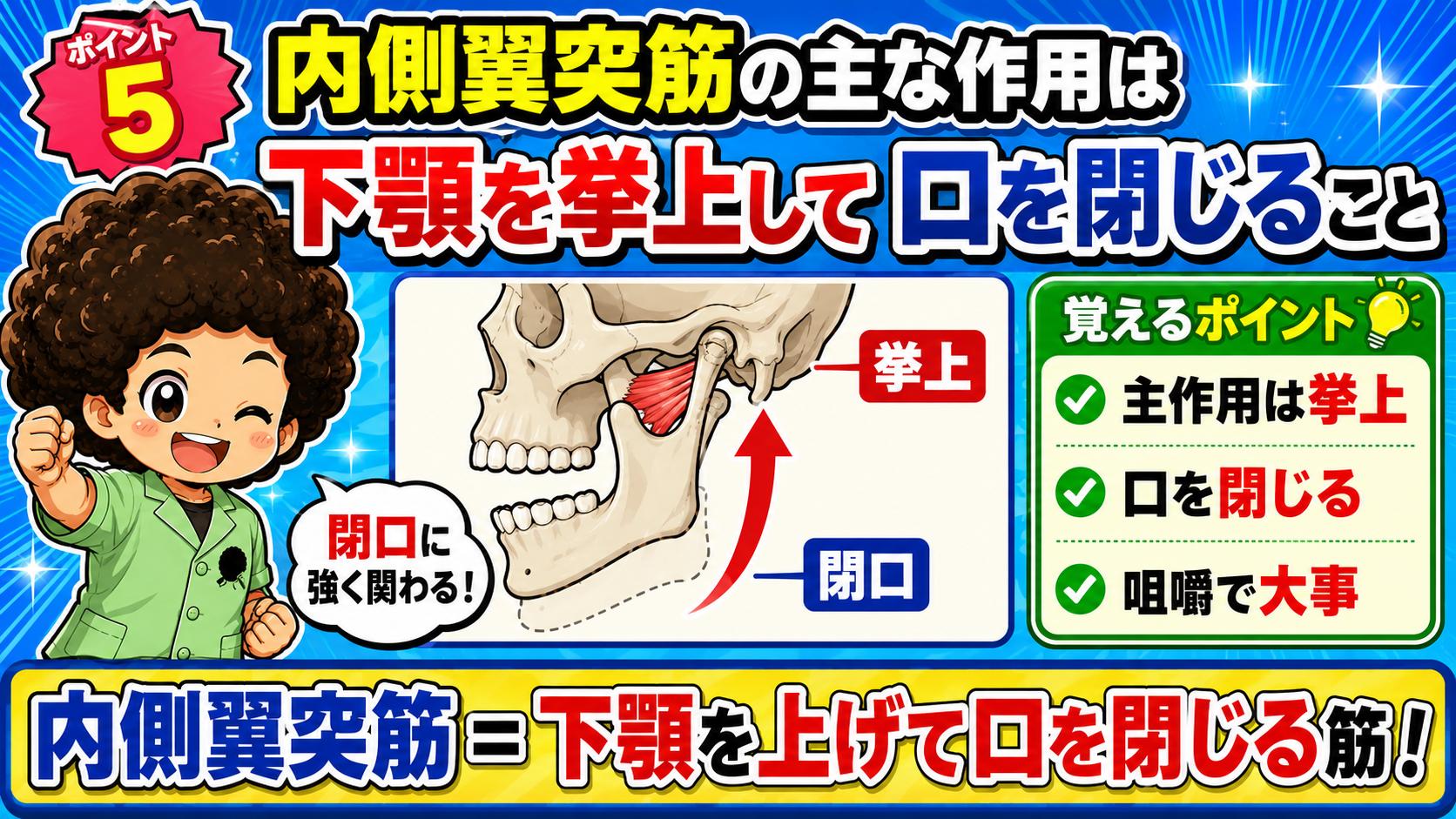 内側翼突筋が収縮して下顎を挙上し口を閉じる動きを矢印で示した図