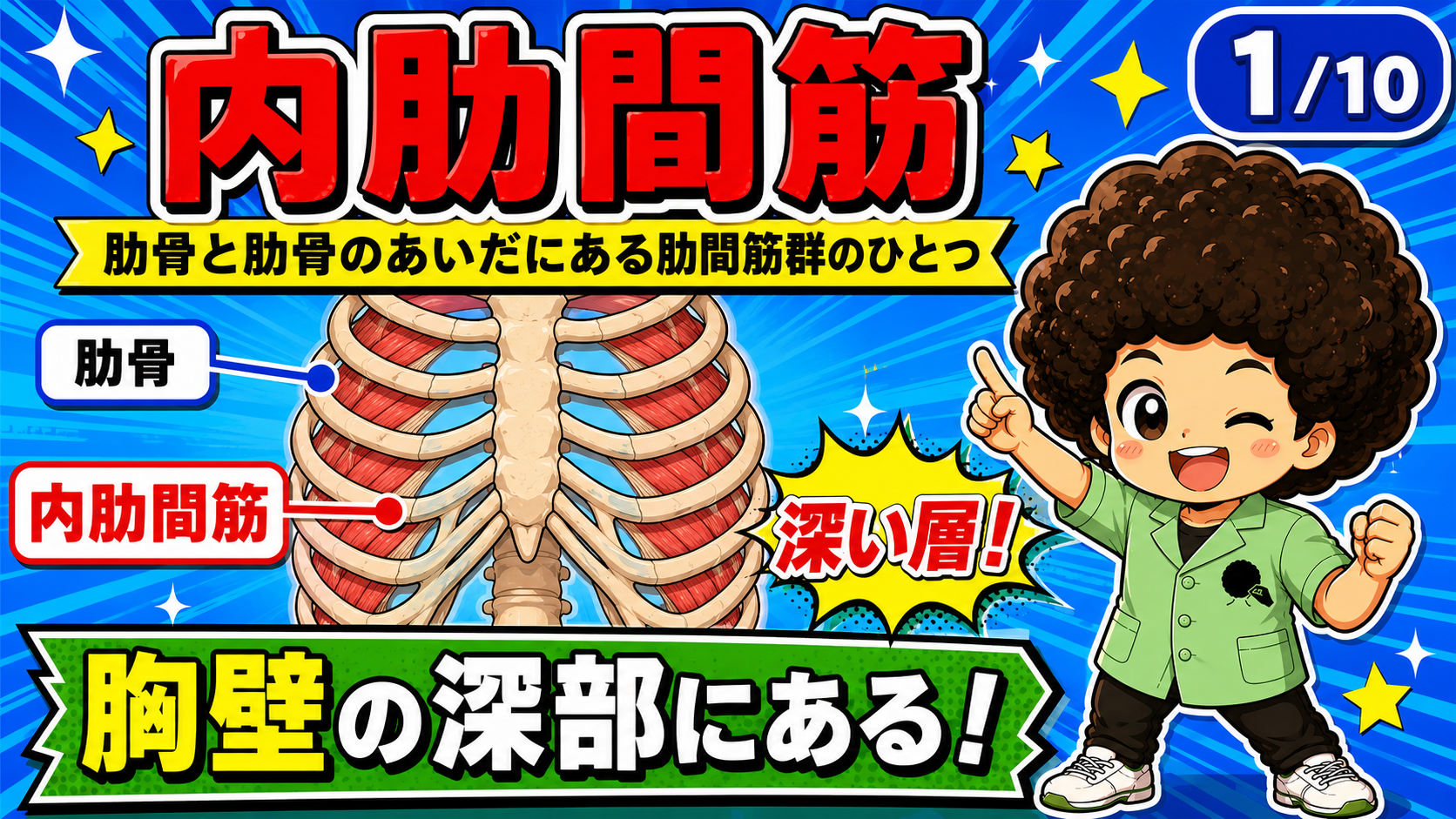 肋骨と肋骨の間の深部にある内肋間筋を示した図