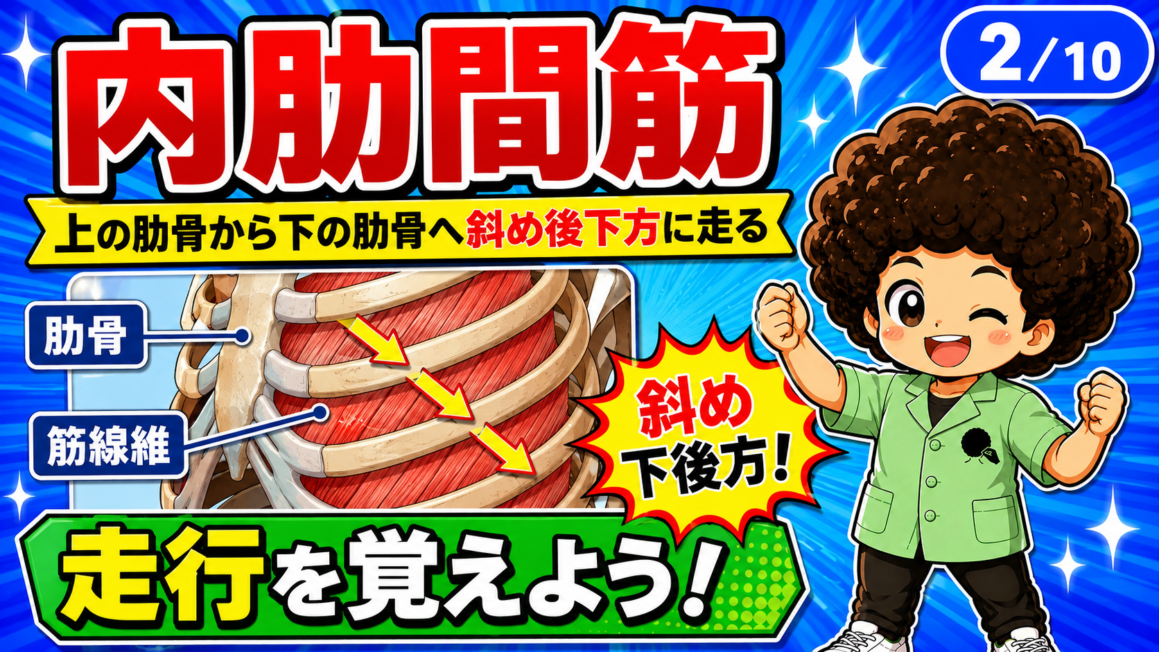 上の肋骨から下の肋骨へ斜め後下方に走る内肋間筋の筋線維を示した図