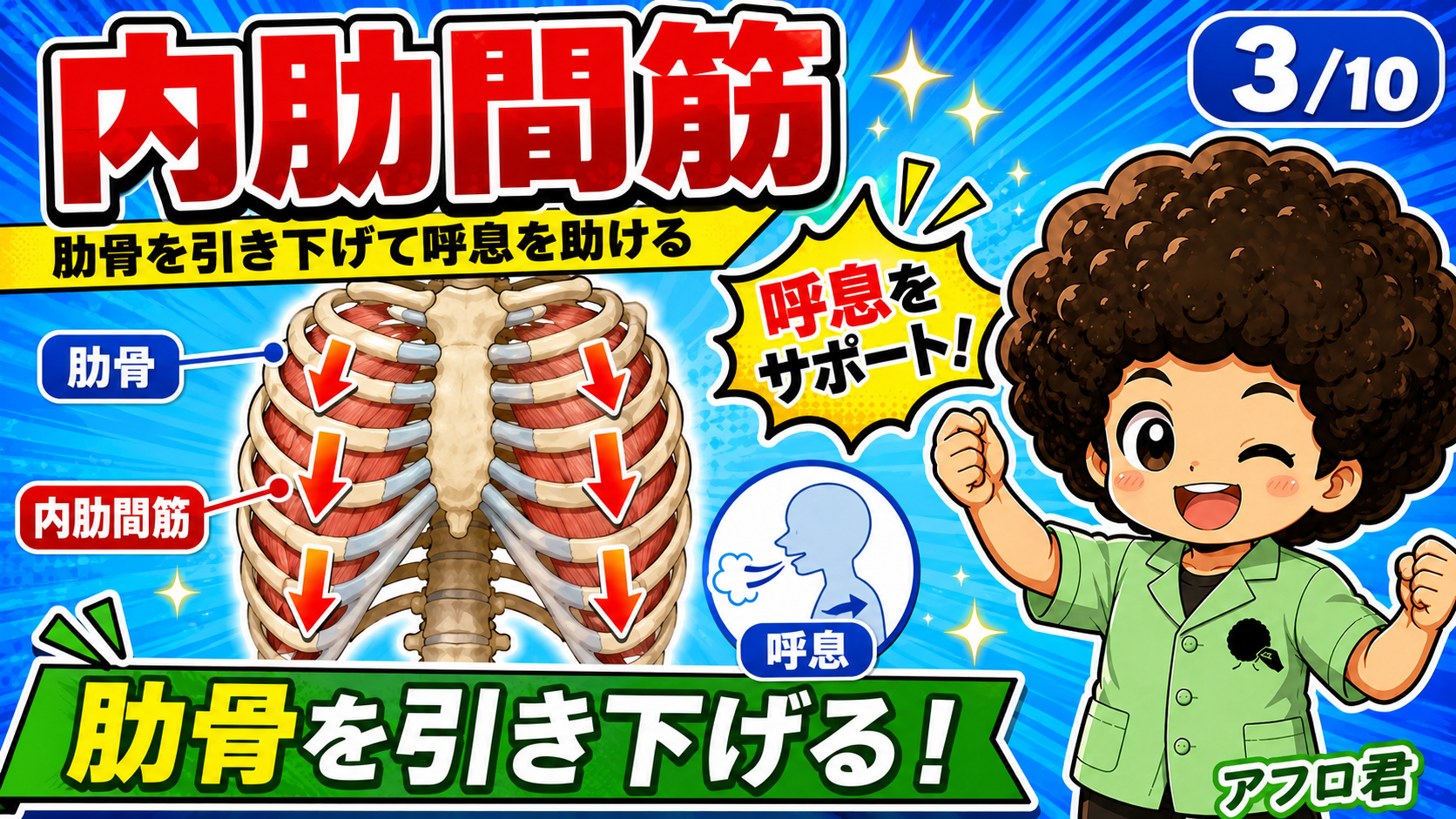 肋骨を引き下げて呼息を助ける内肋間筋の作用を示した図