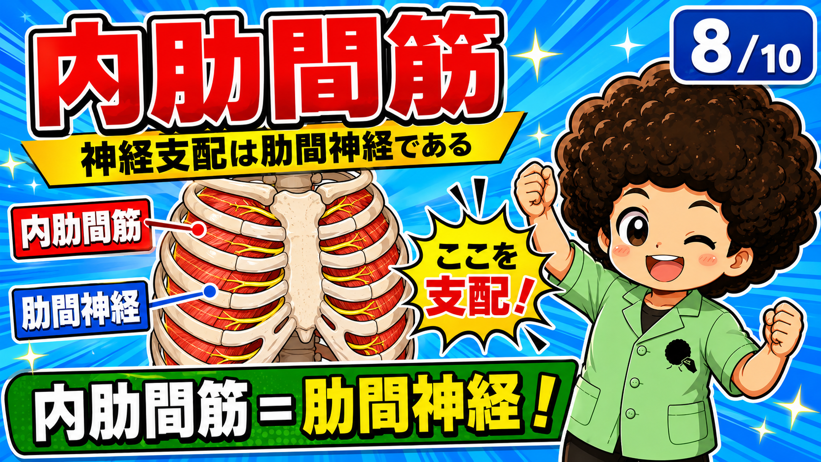 肋間神経に支配される内肋間筋を示した図