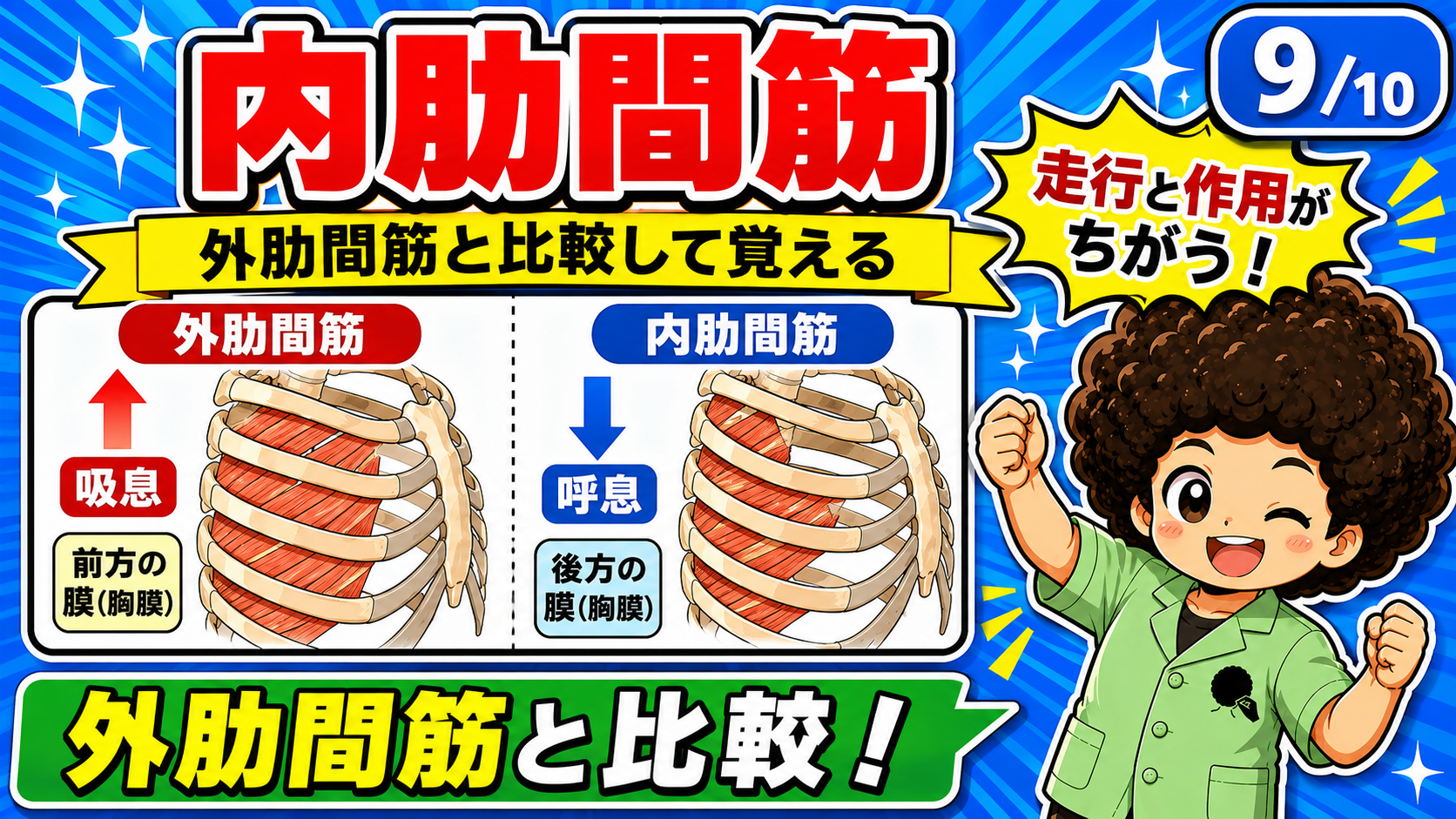 外肋間筋の吸息と内肋間筋の呼息を比較した図