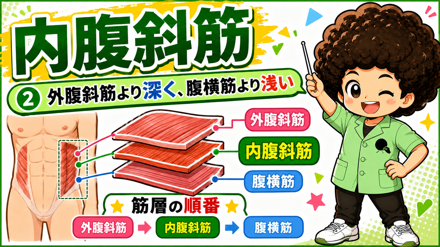 外腹斜筋・内腹斜筋・腹横筋の3層の重なりを示した図