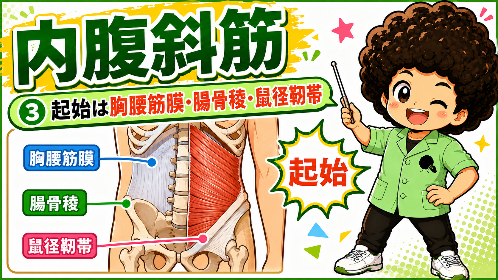 胸腰筋膜・腸骨稜・鼠径靭帯から起こる内腹斜筋の起始図