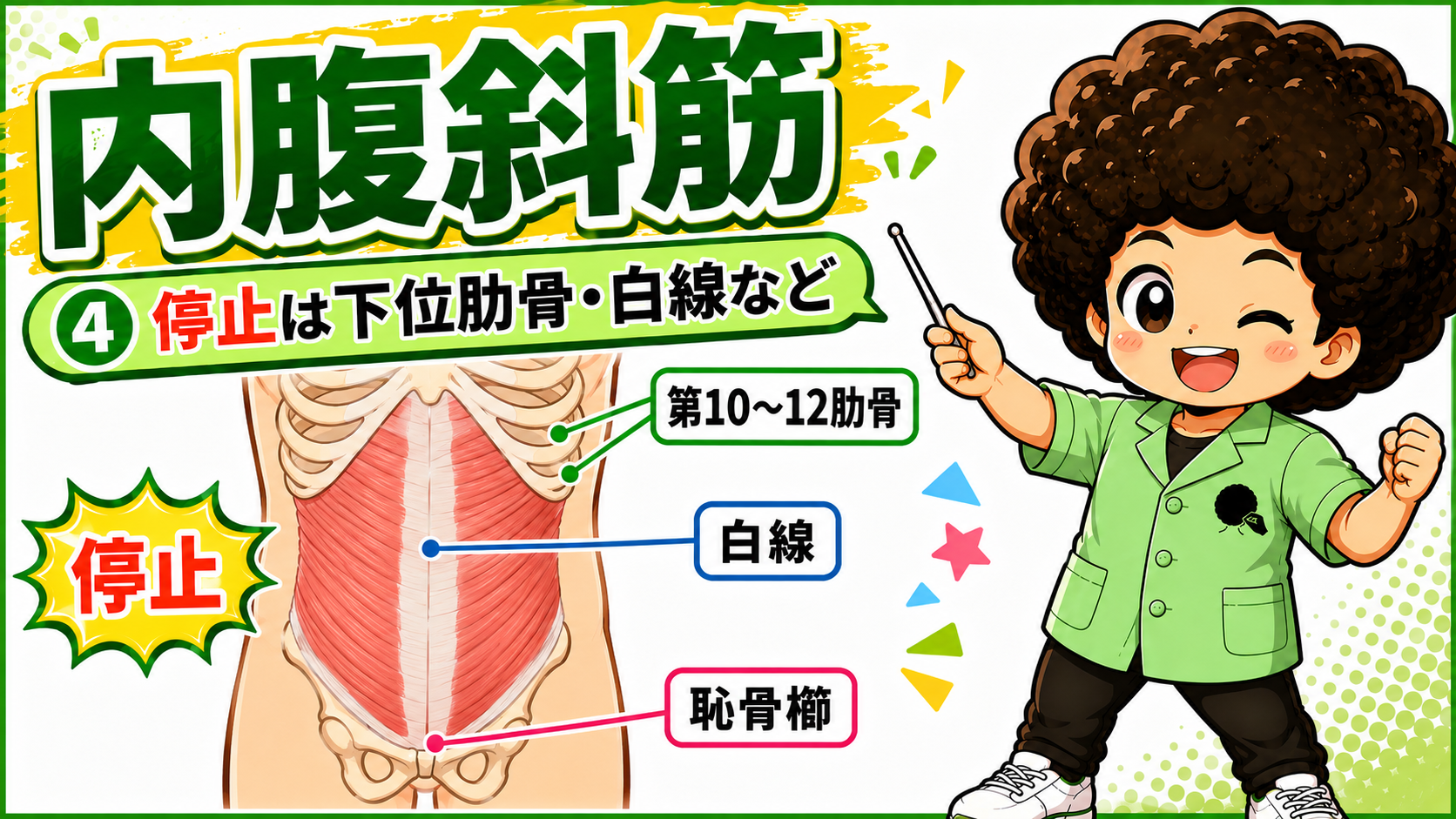 第10〜12肋骨・白線・恥骨櫛に停止する内腹斜筋の図