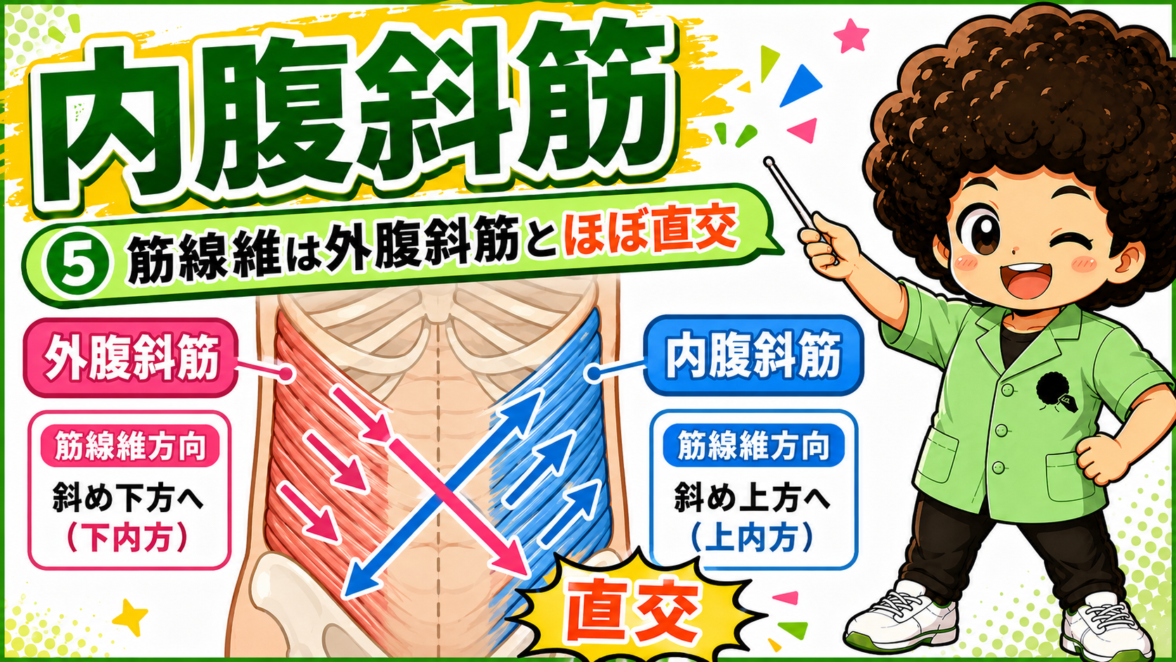 外腹斜筋と内腹斜筋の筋線維方向が直交するようすを示した図